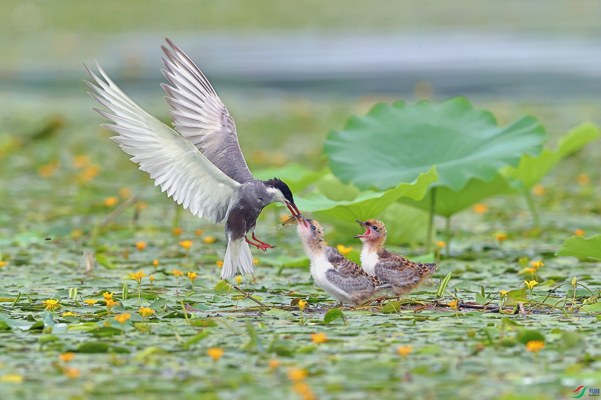 �ļ��� ���� ��Ұ�Ÿ�.jpg