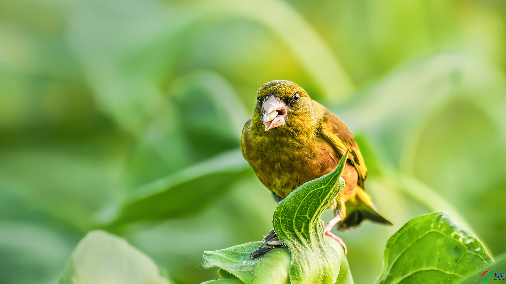 ������ʳ