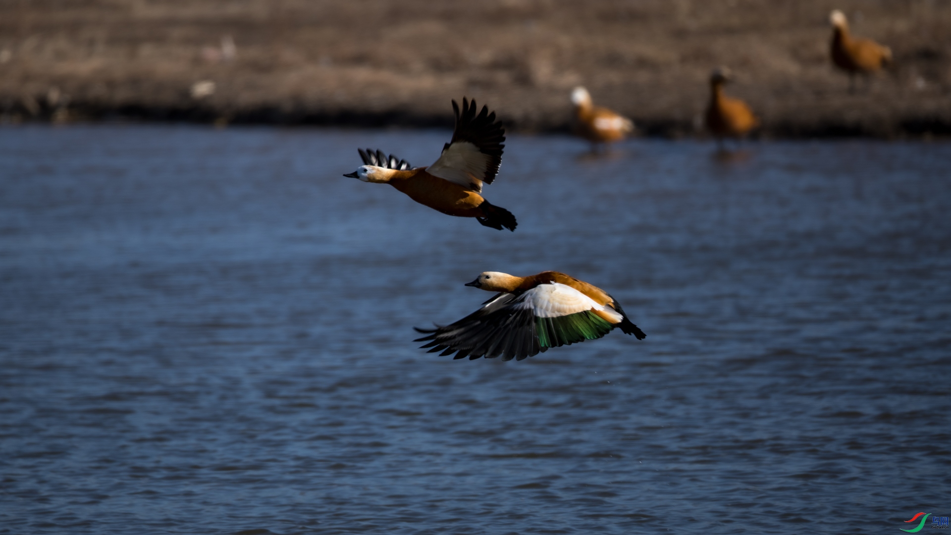 ��ȥ����