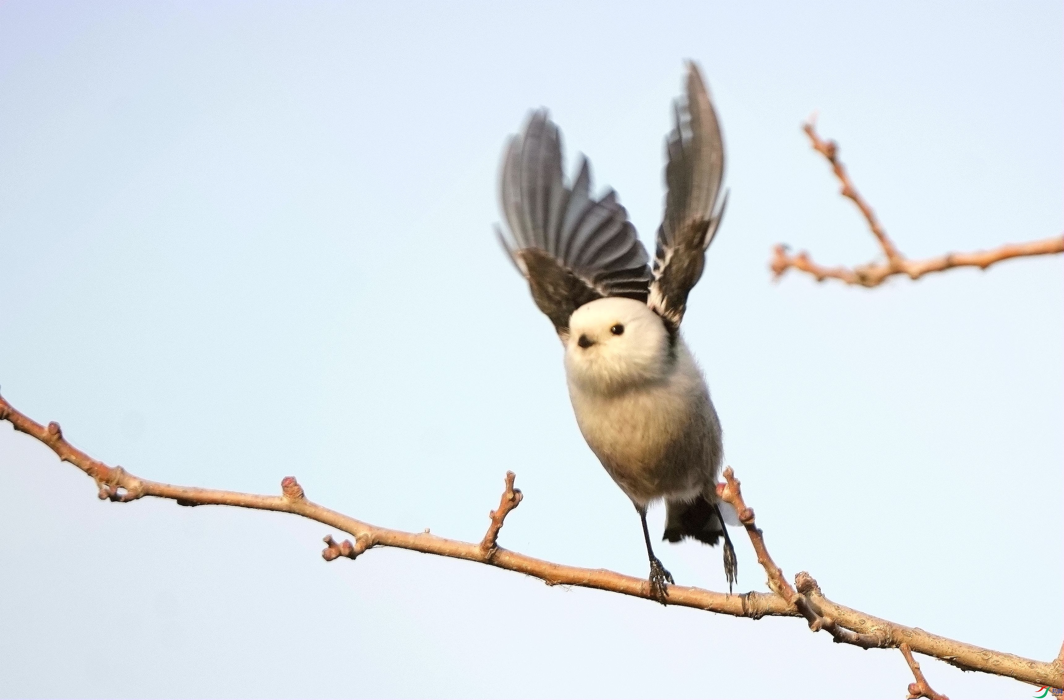 ֦ͷ���DSC00179_����.jpg