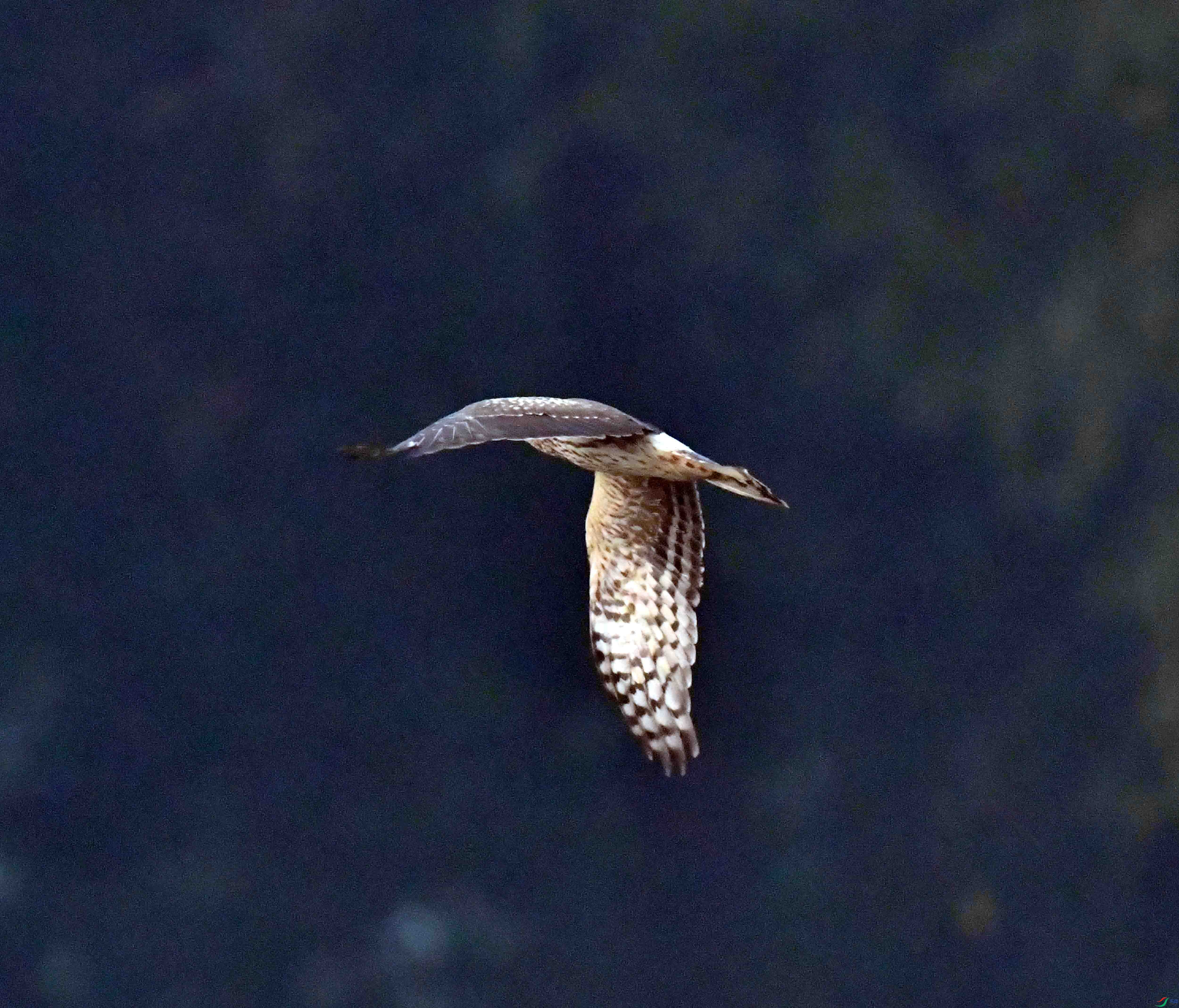 DSC_7543.JPG