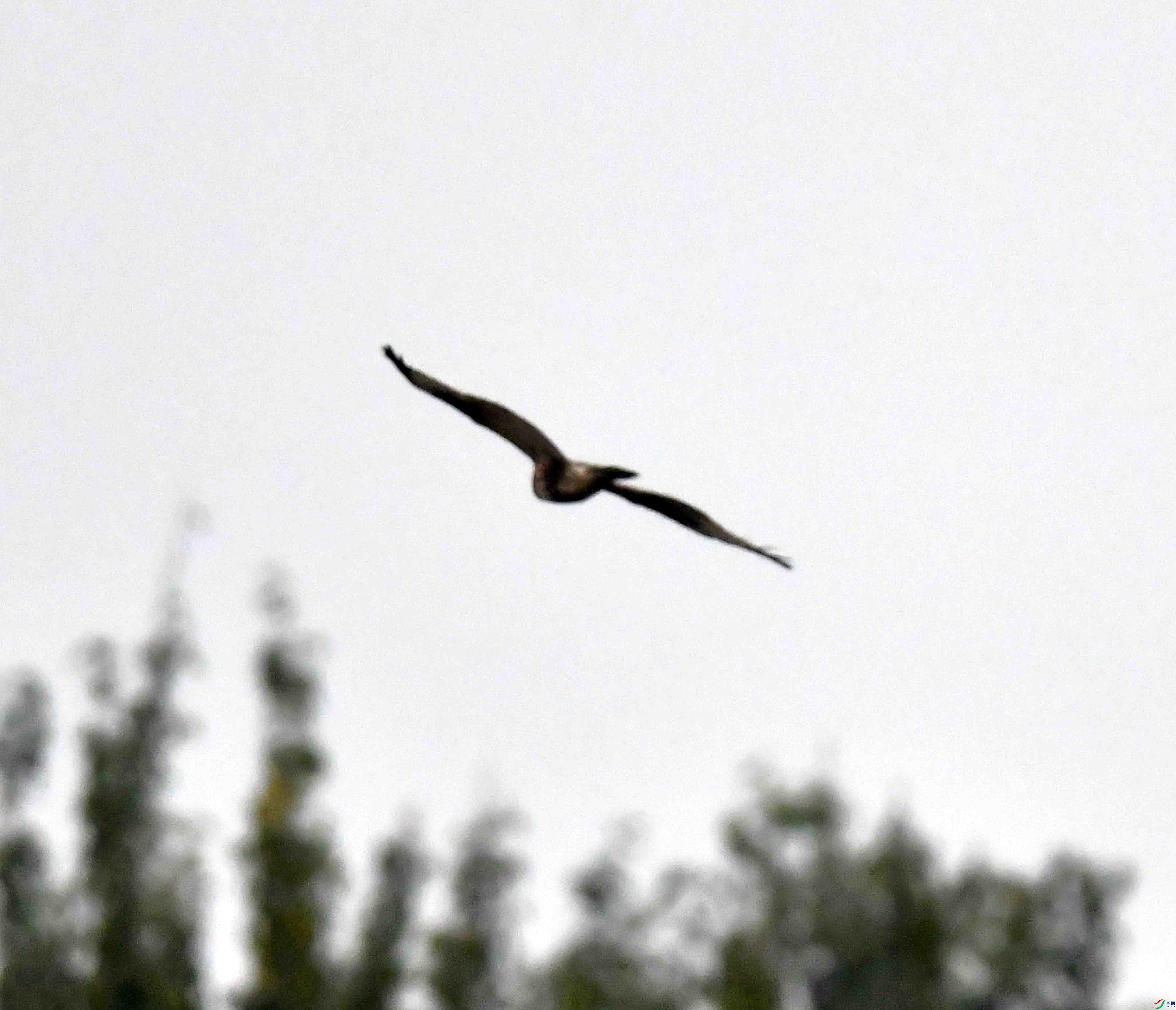 DSC_7536.JPG