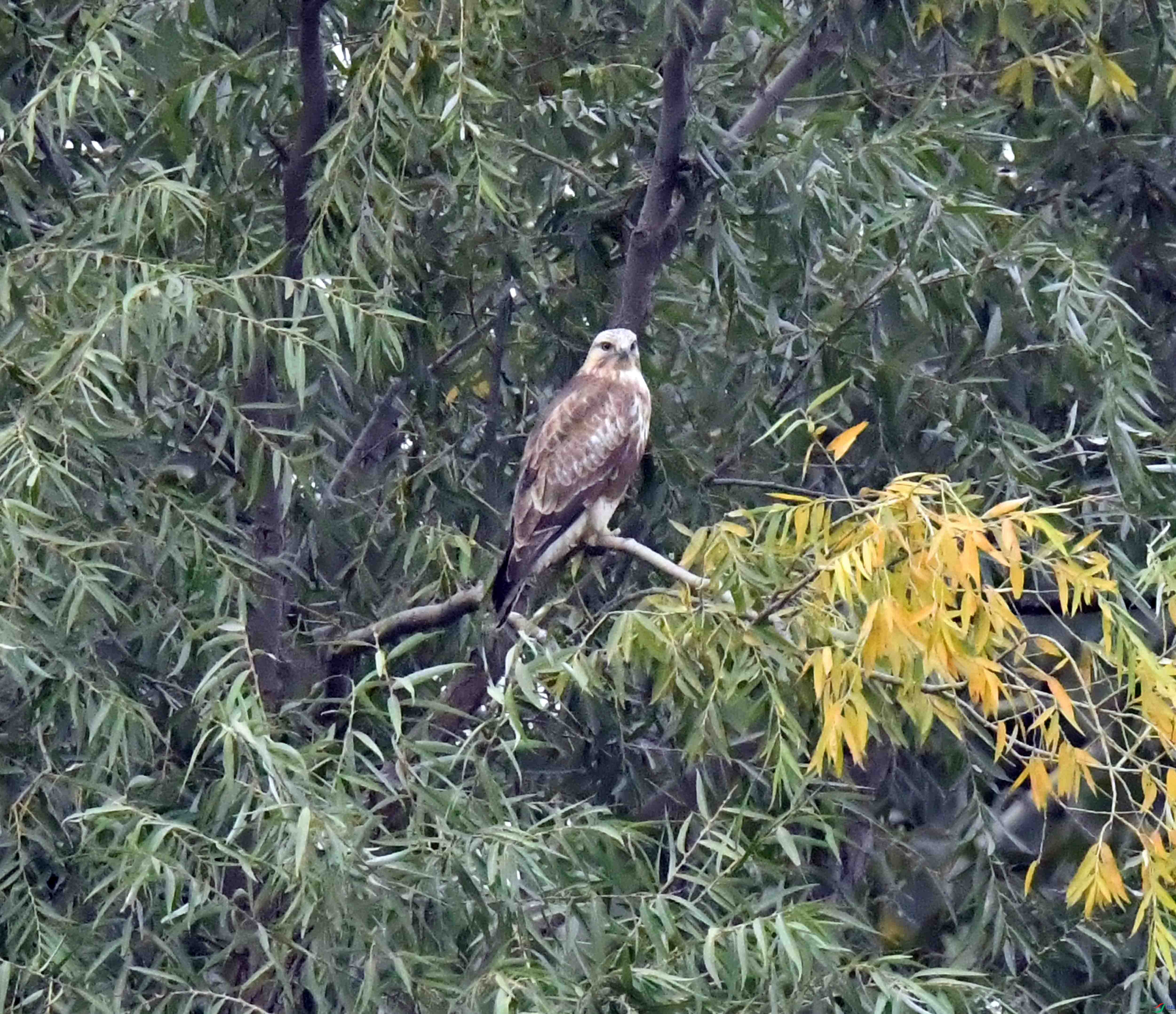 DSC_7554.JPG