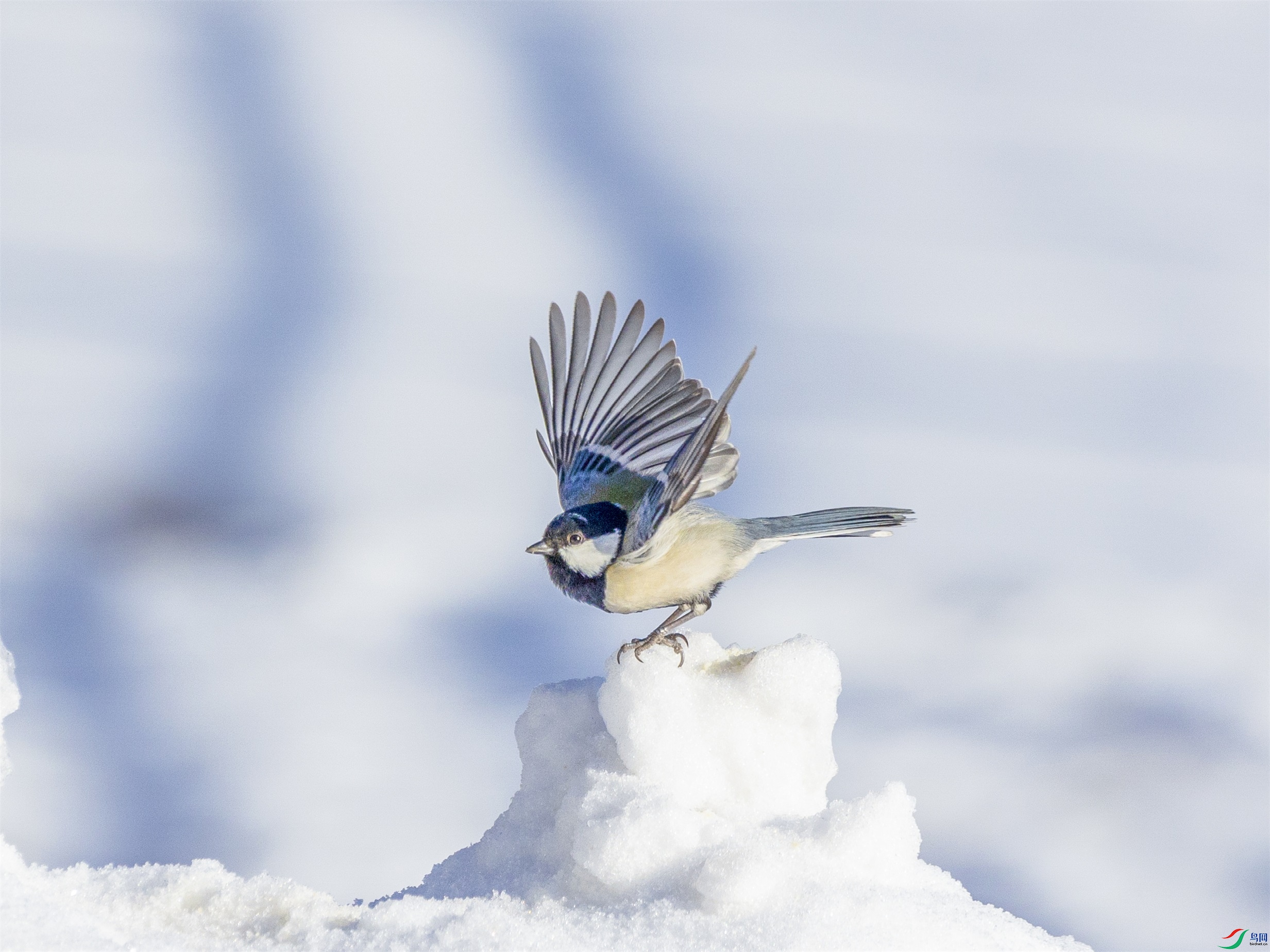 1K3A4261 ����1.jpg