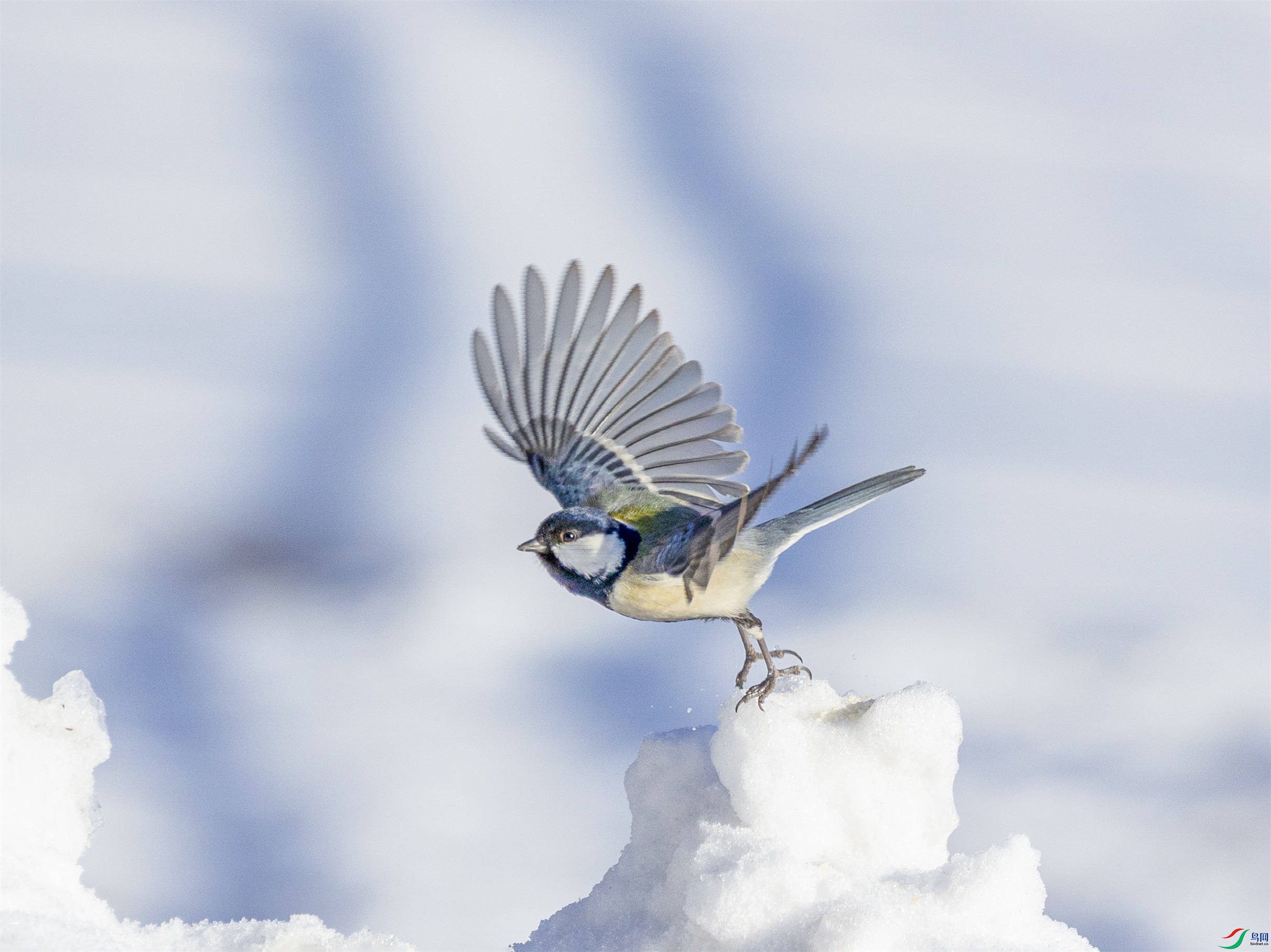 1K3A4262 ����1.jpg