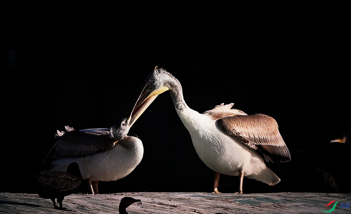 DSC_7322.JPG