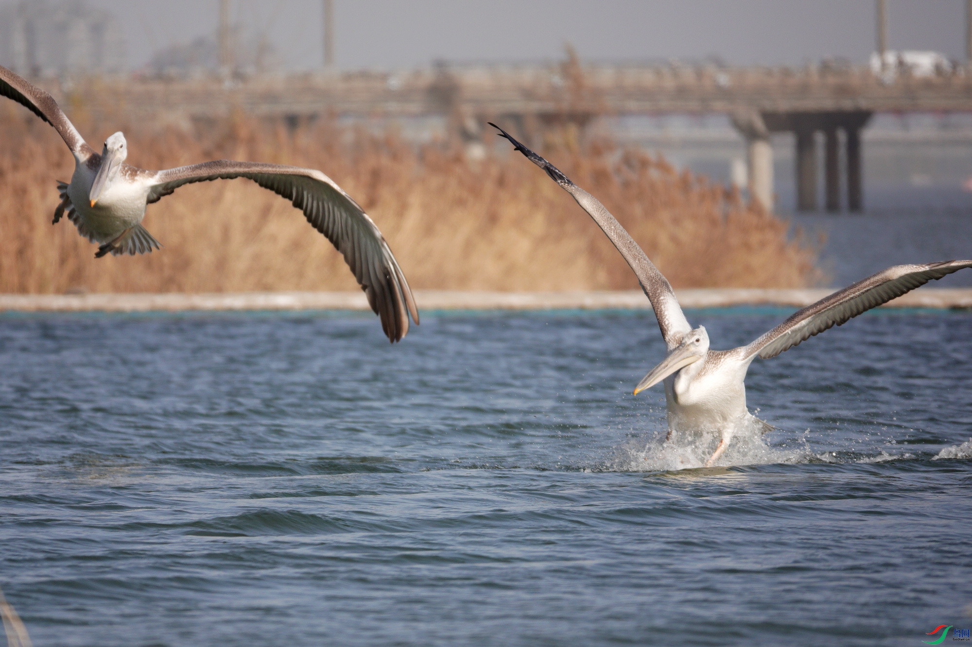 DSC08711aaaa.jpg
