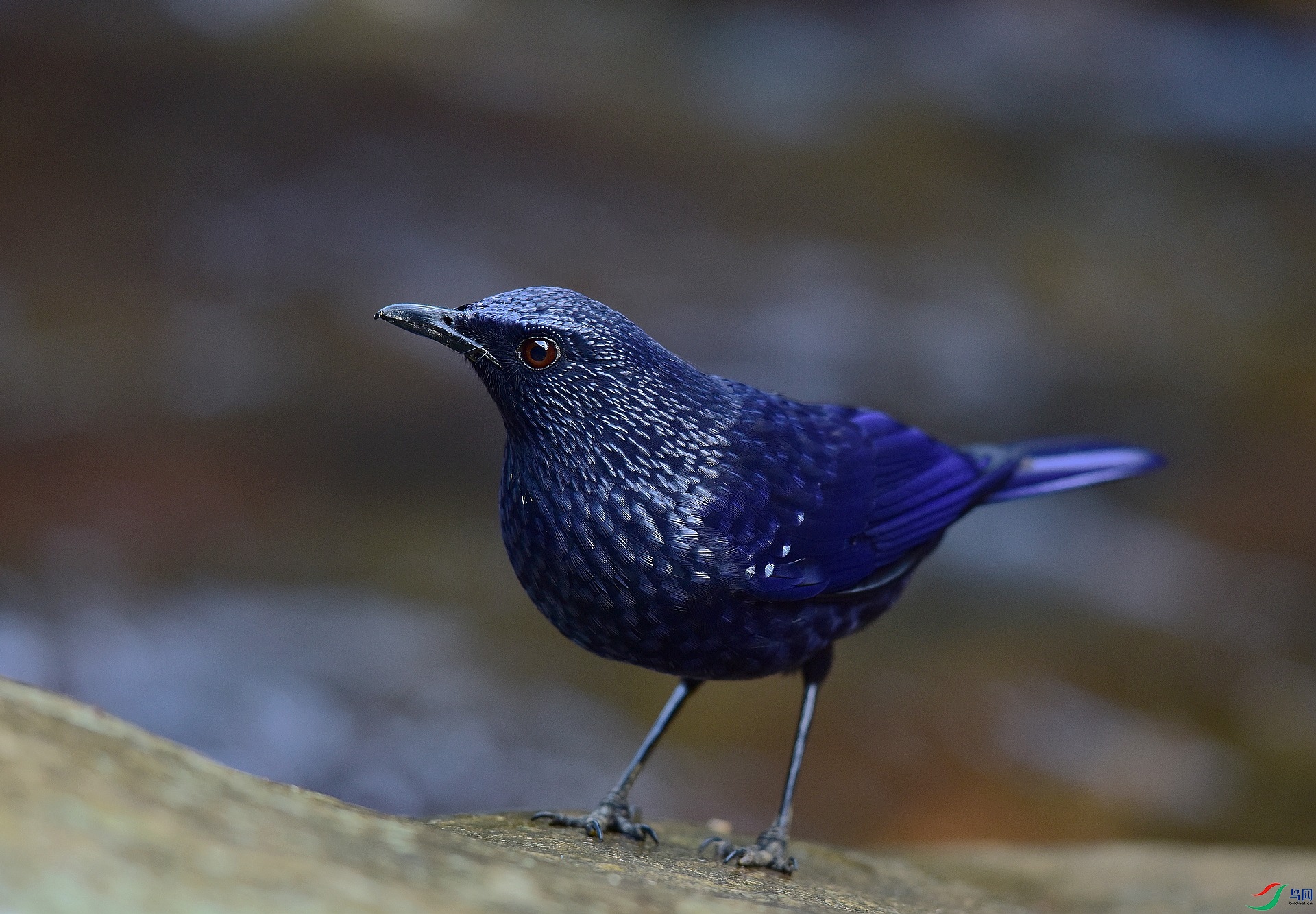 D8I_8064.jpg