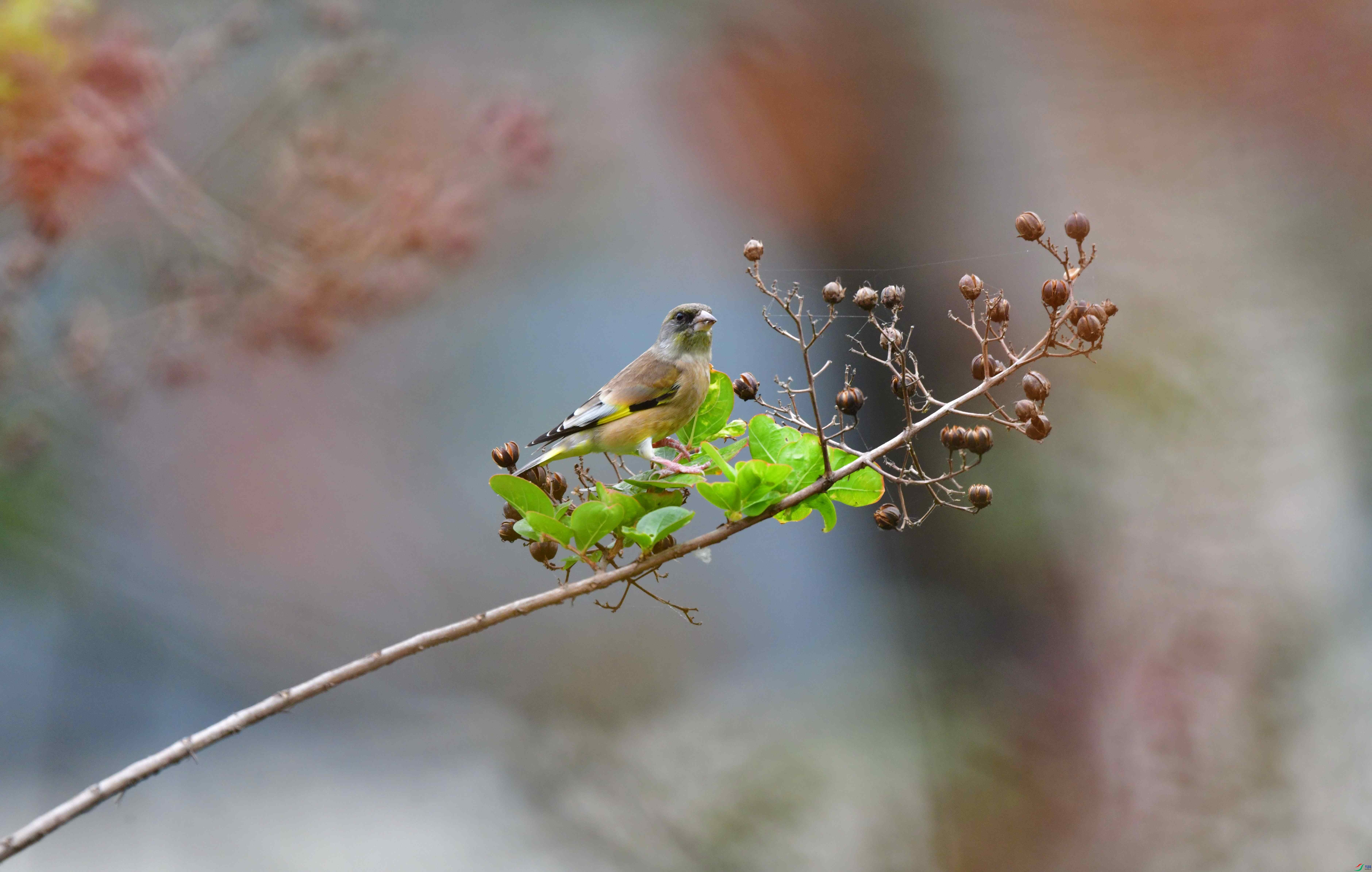 DSC_3450_��ͼ��_����.jpg