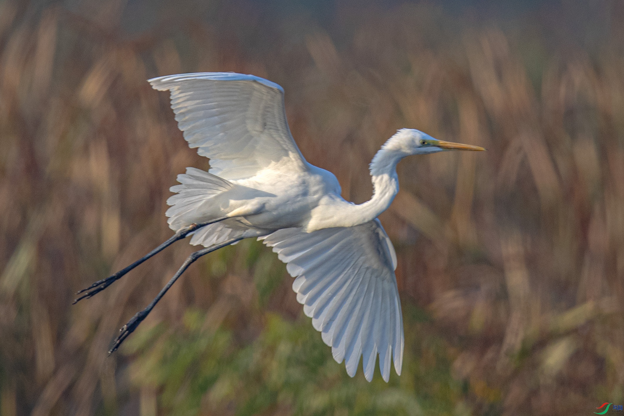 _90I6959 ����.jpg