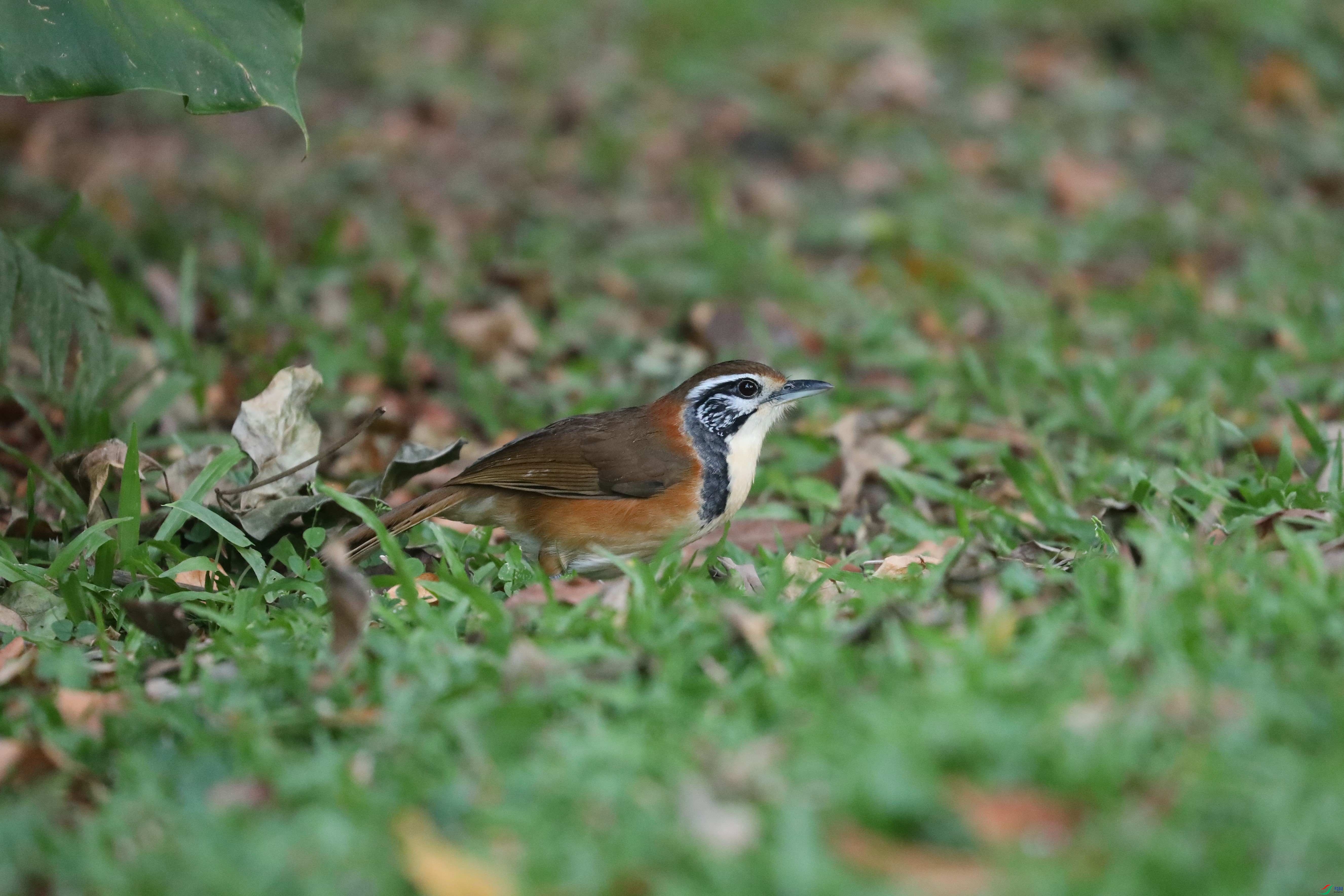 BL7A5052.JPG