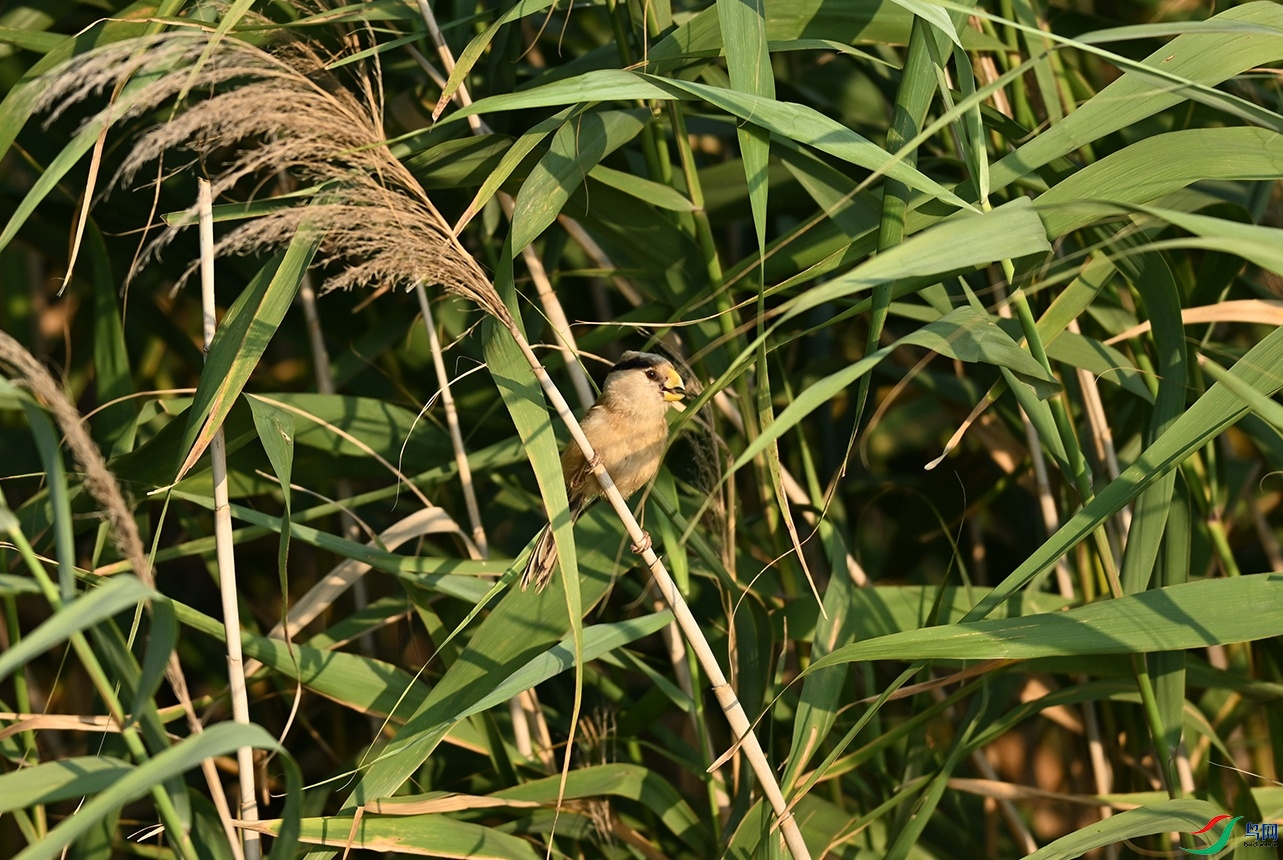 DSC_1424f_��ͼ��.jpg