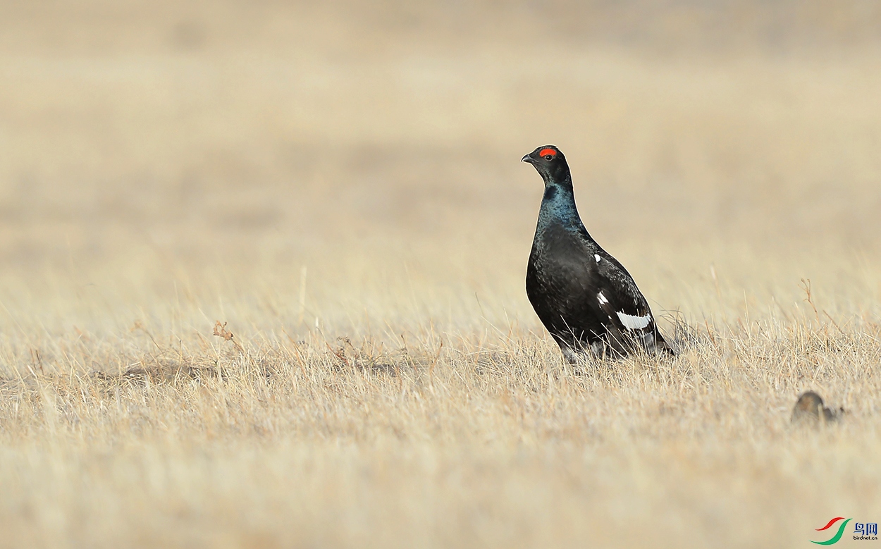 DSC_0067.jpg