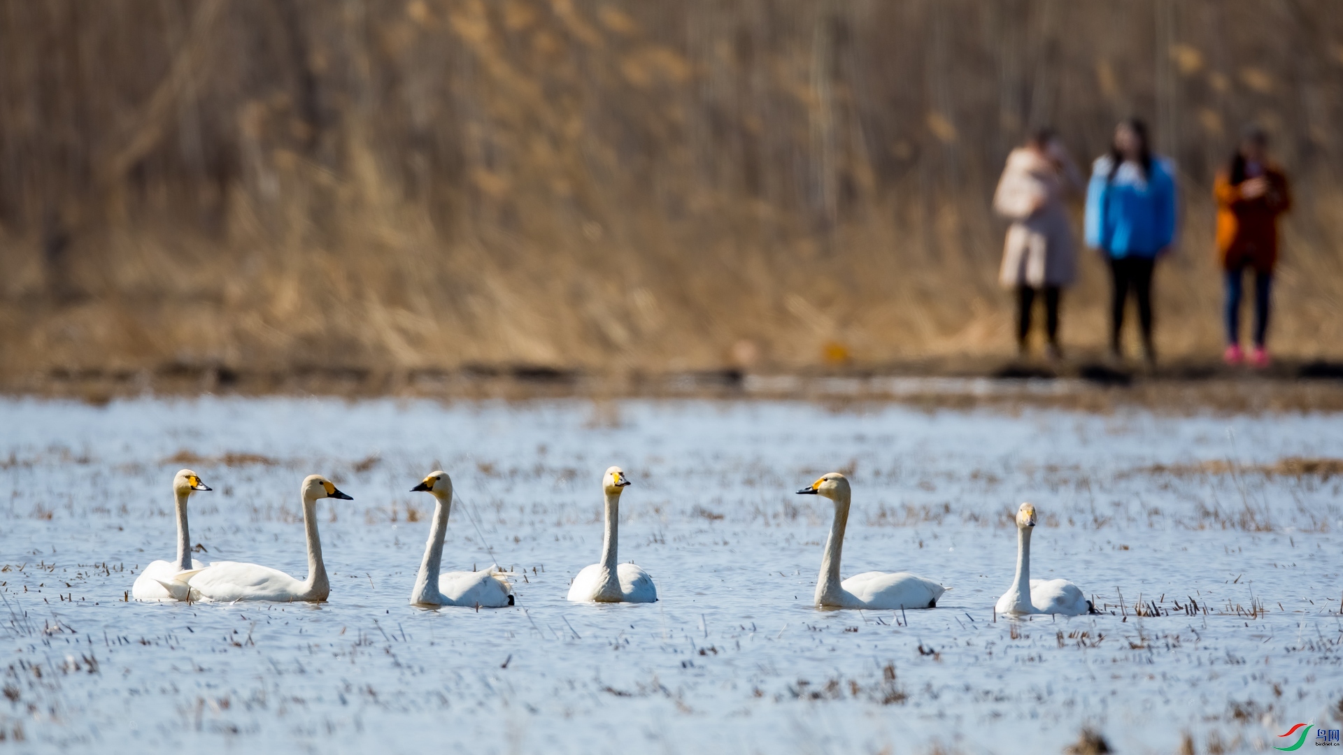 ƽɳ��������