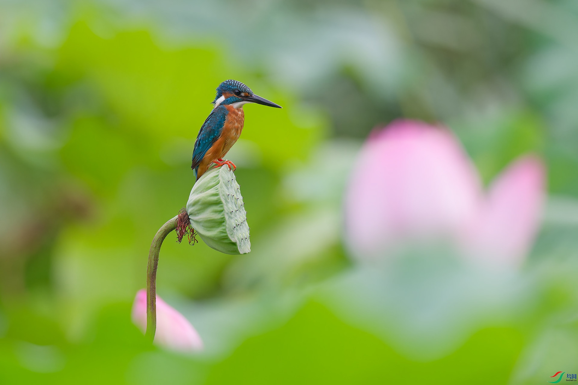 DSC_0433.jpg