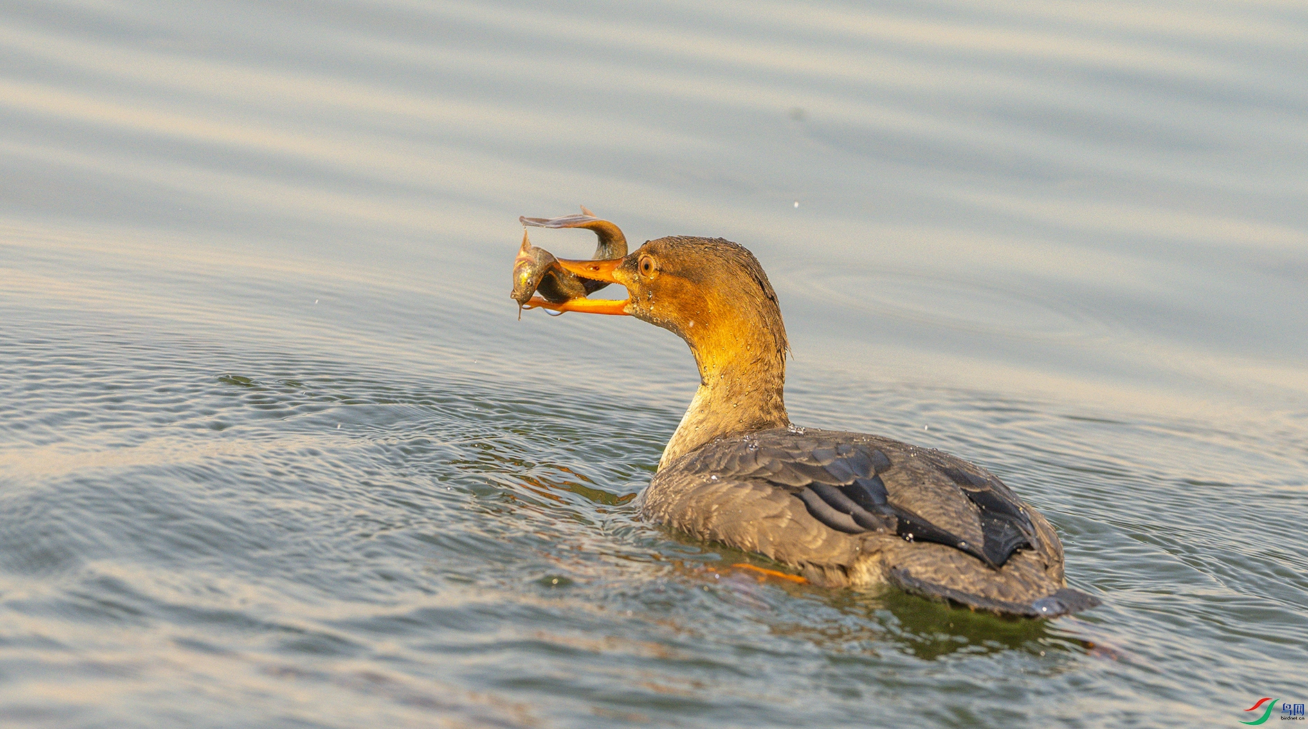 0037 ����.jpg