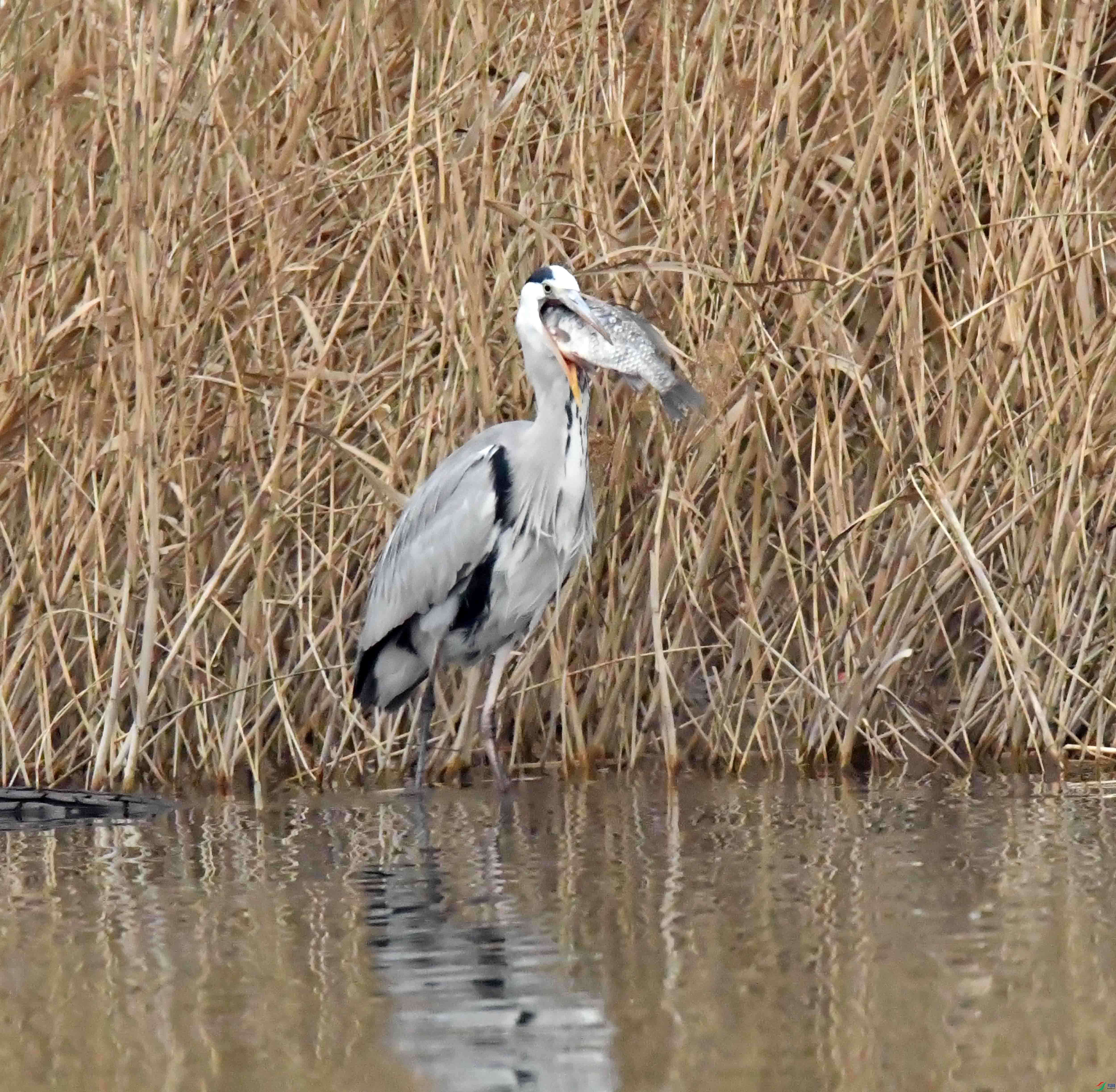 DSC_4006.JPG