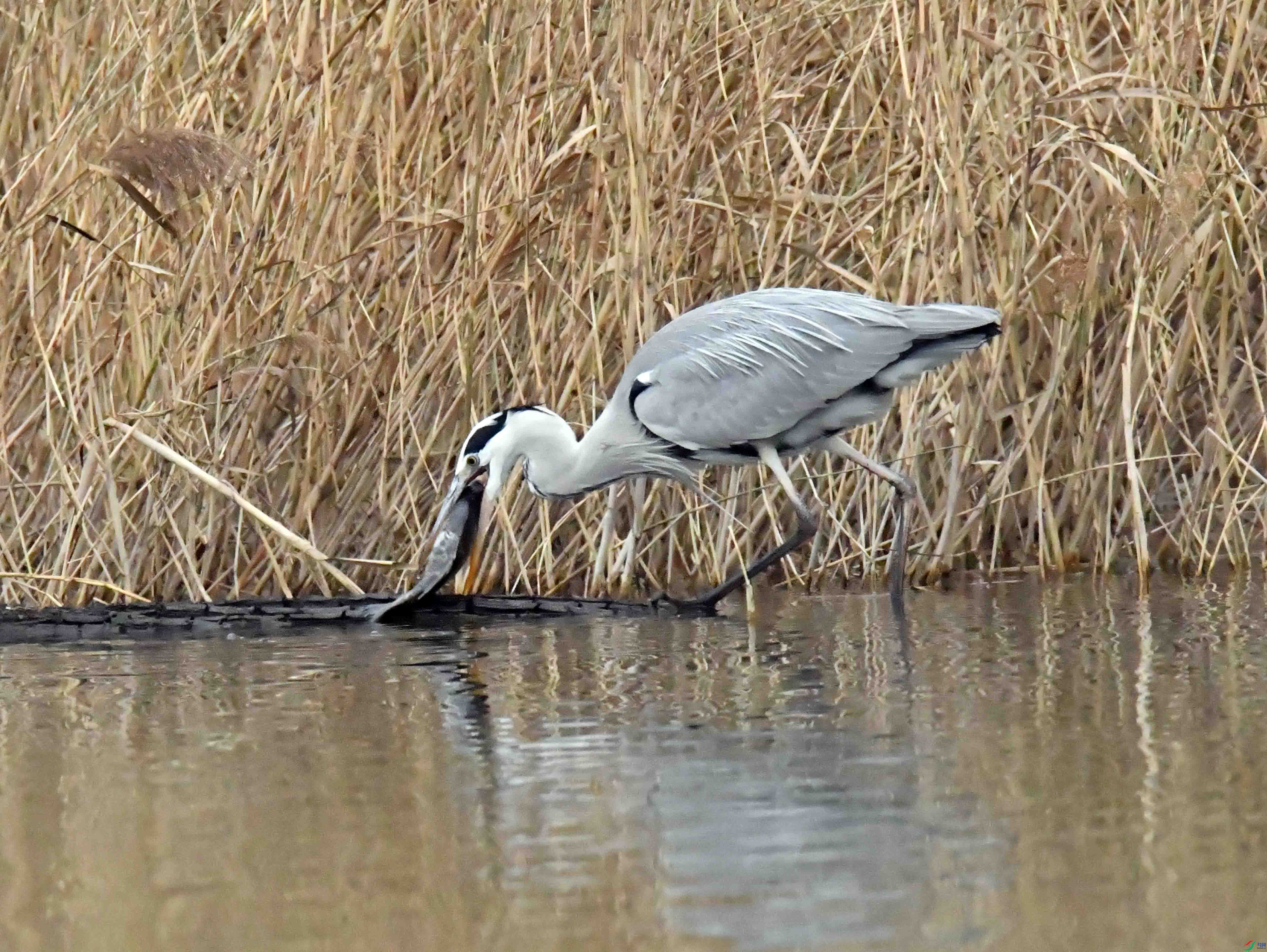 DSC_4018.JPG