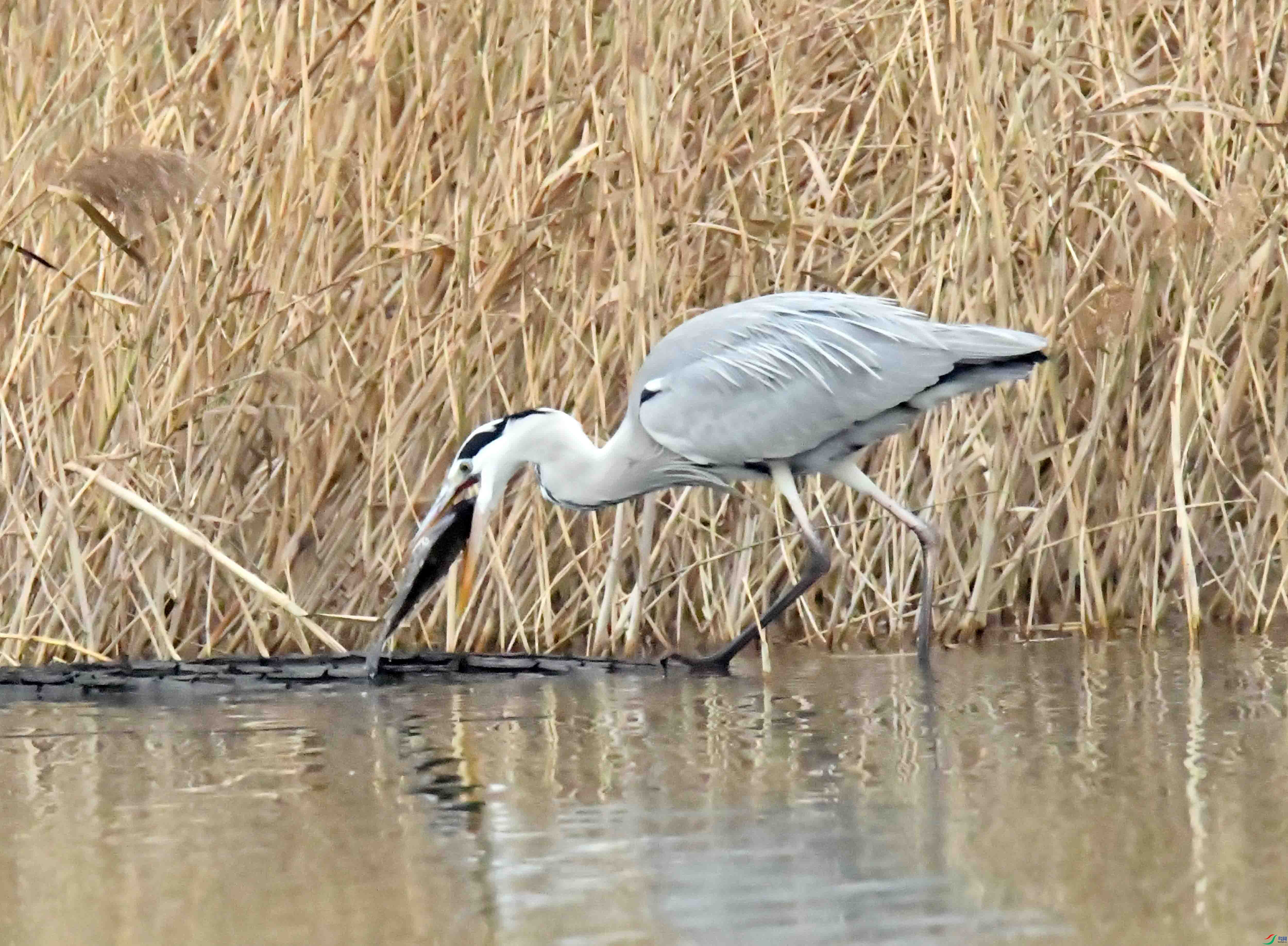 DSC_4017.JPG