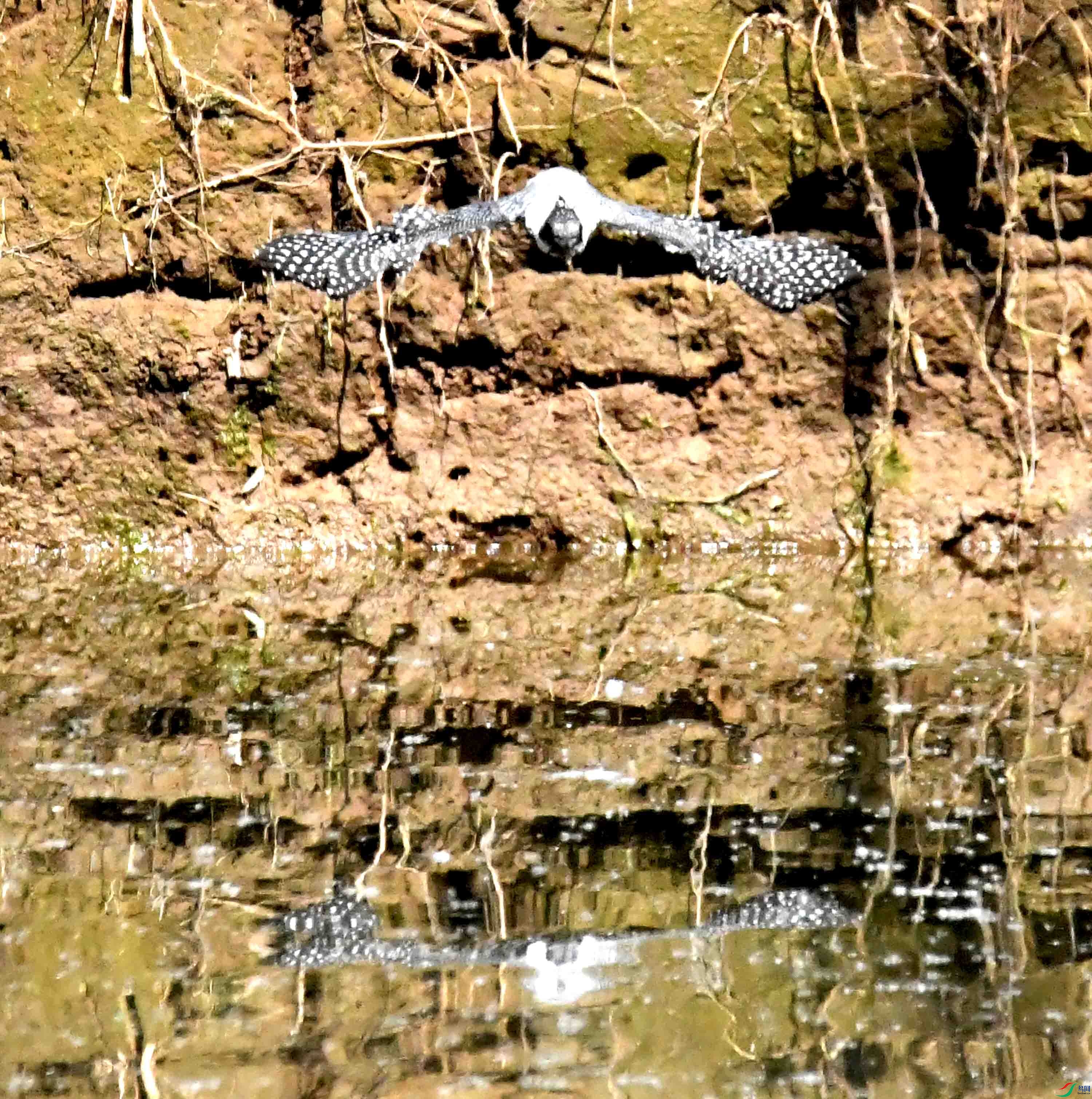 DSC_7946.JPG