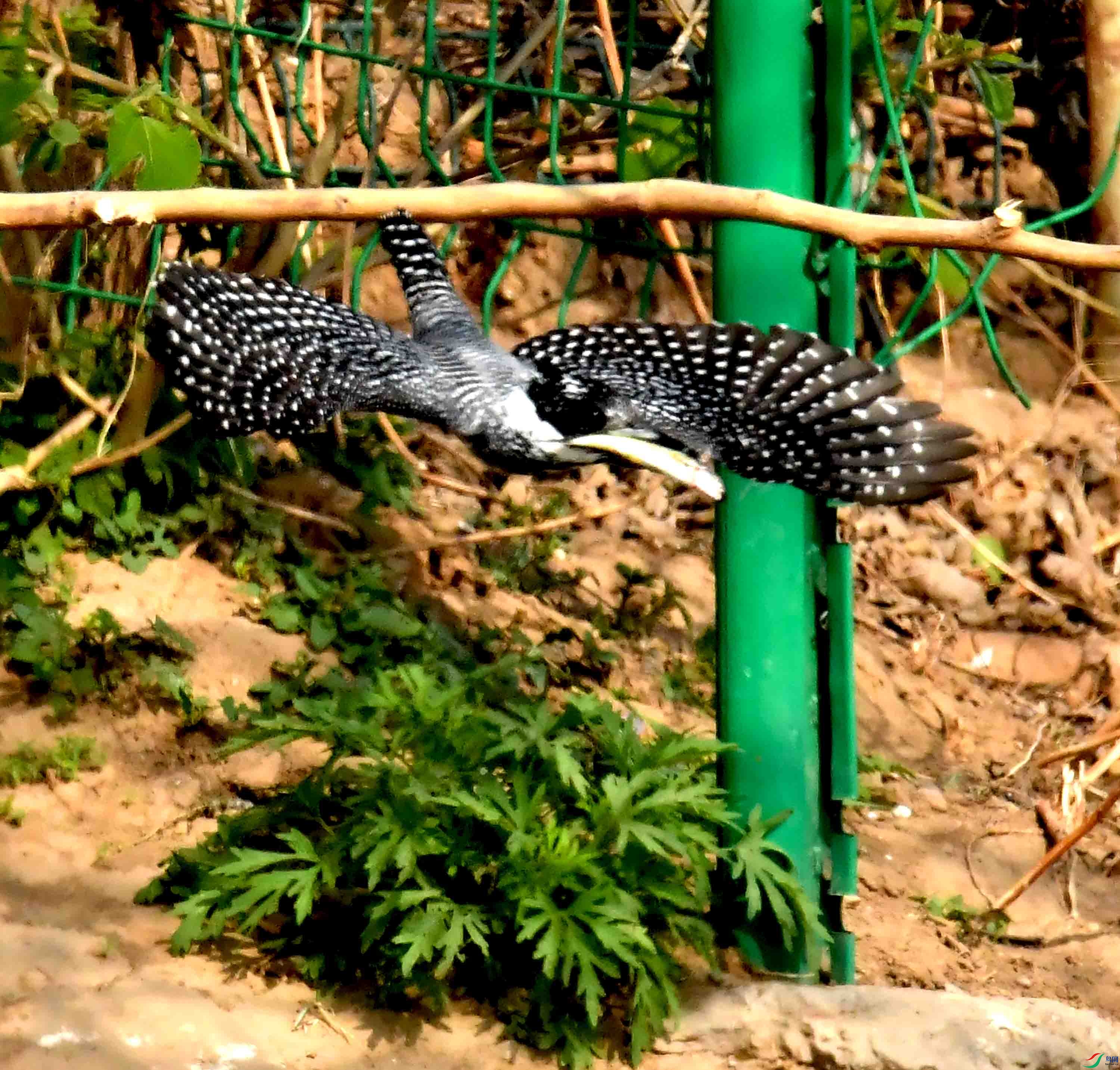 DSC_9308.JPG