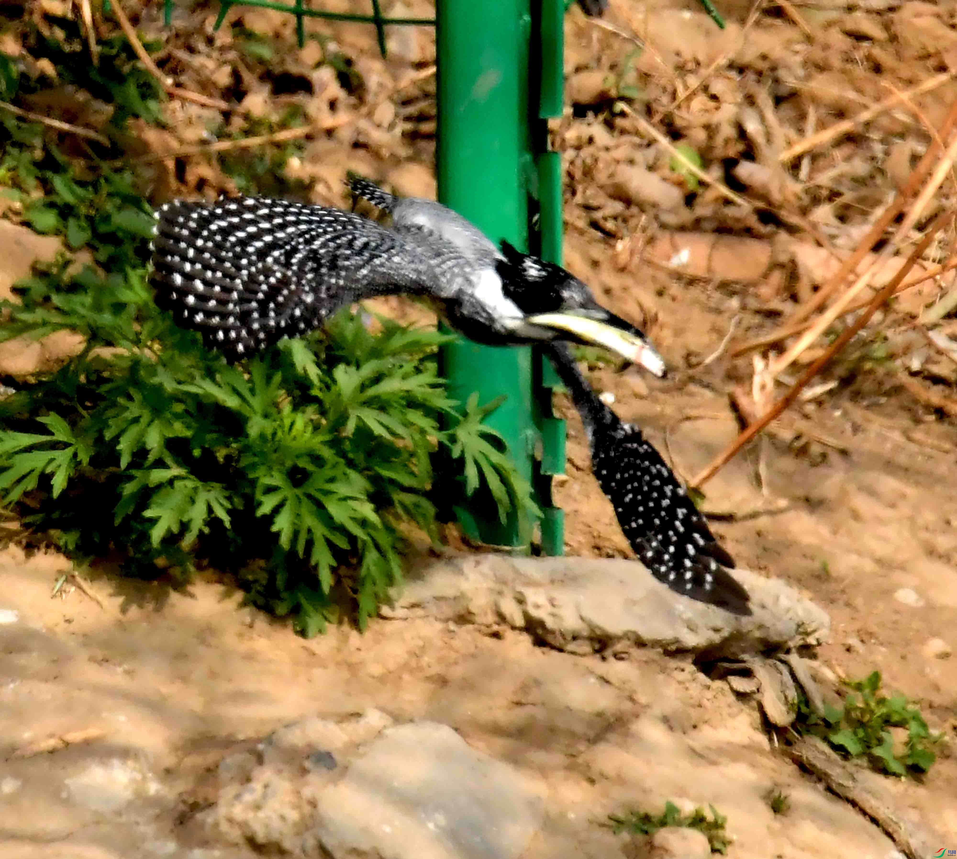 DSC_9309.JPG