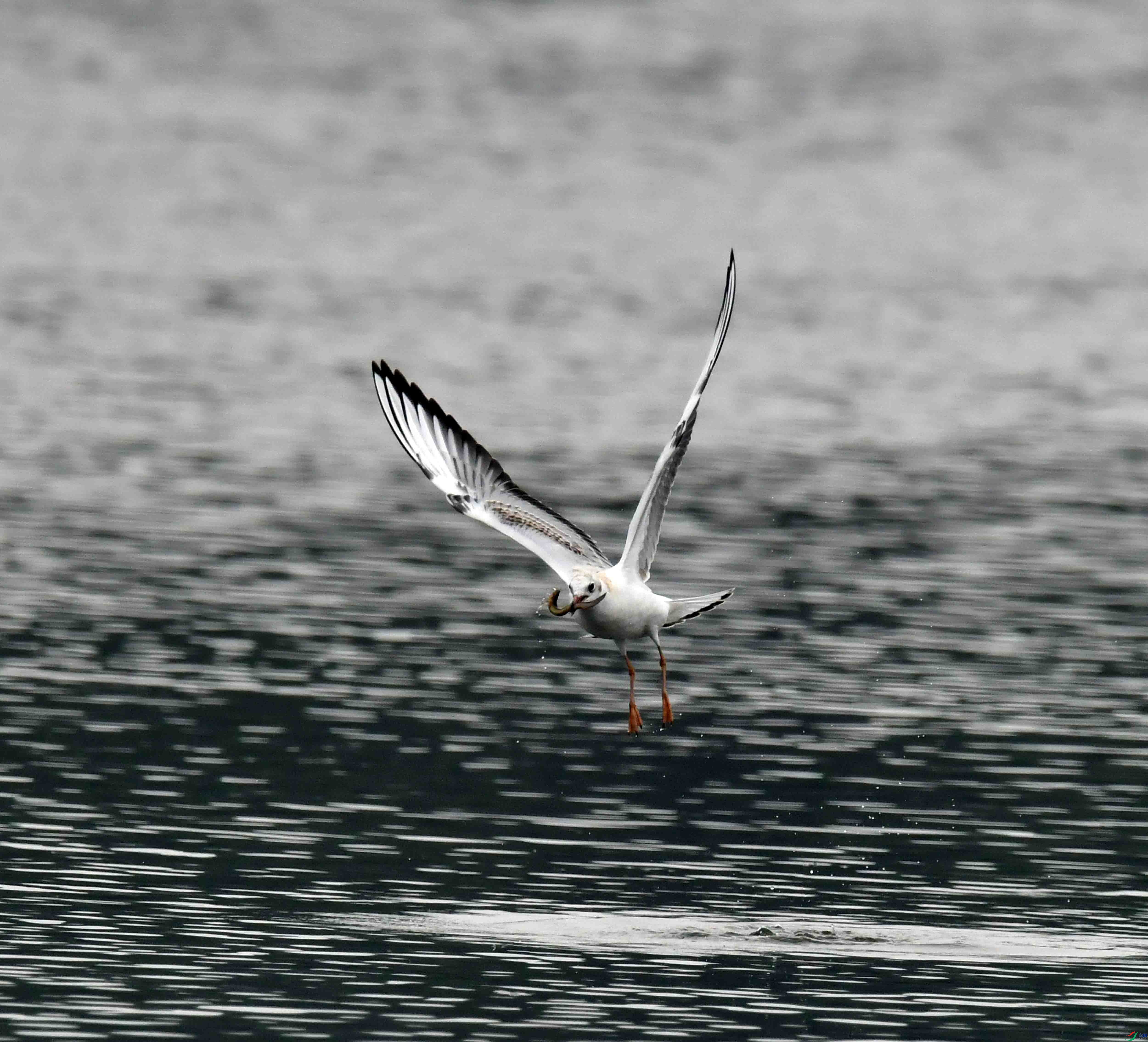 DSC_7016.JPG