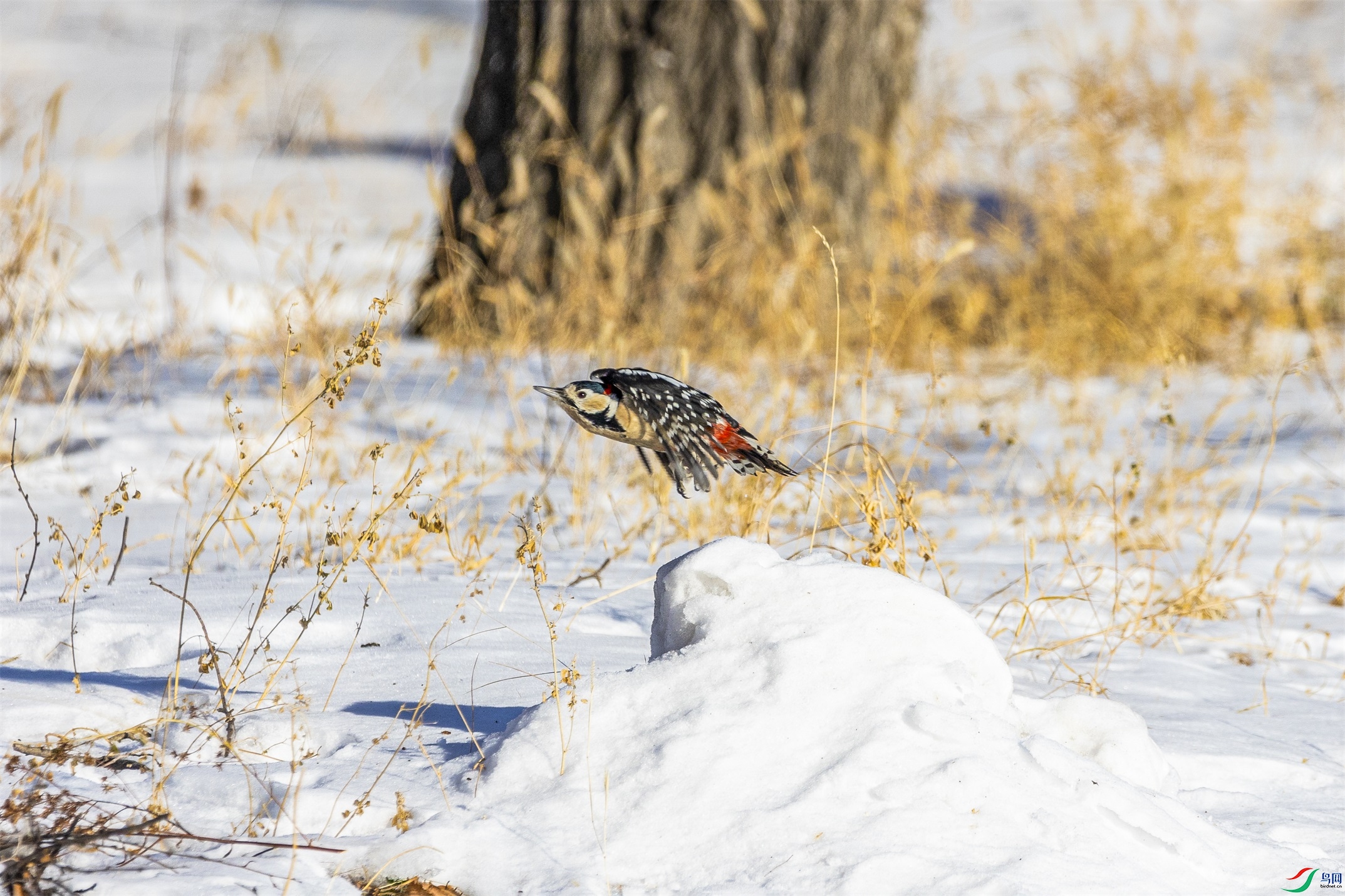 1K3A9539 ����1.jpg