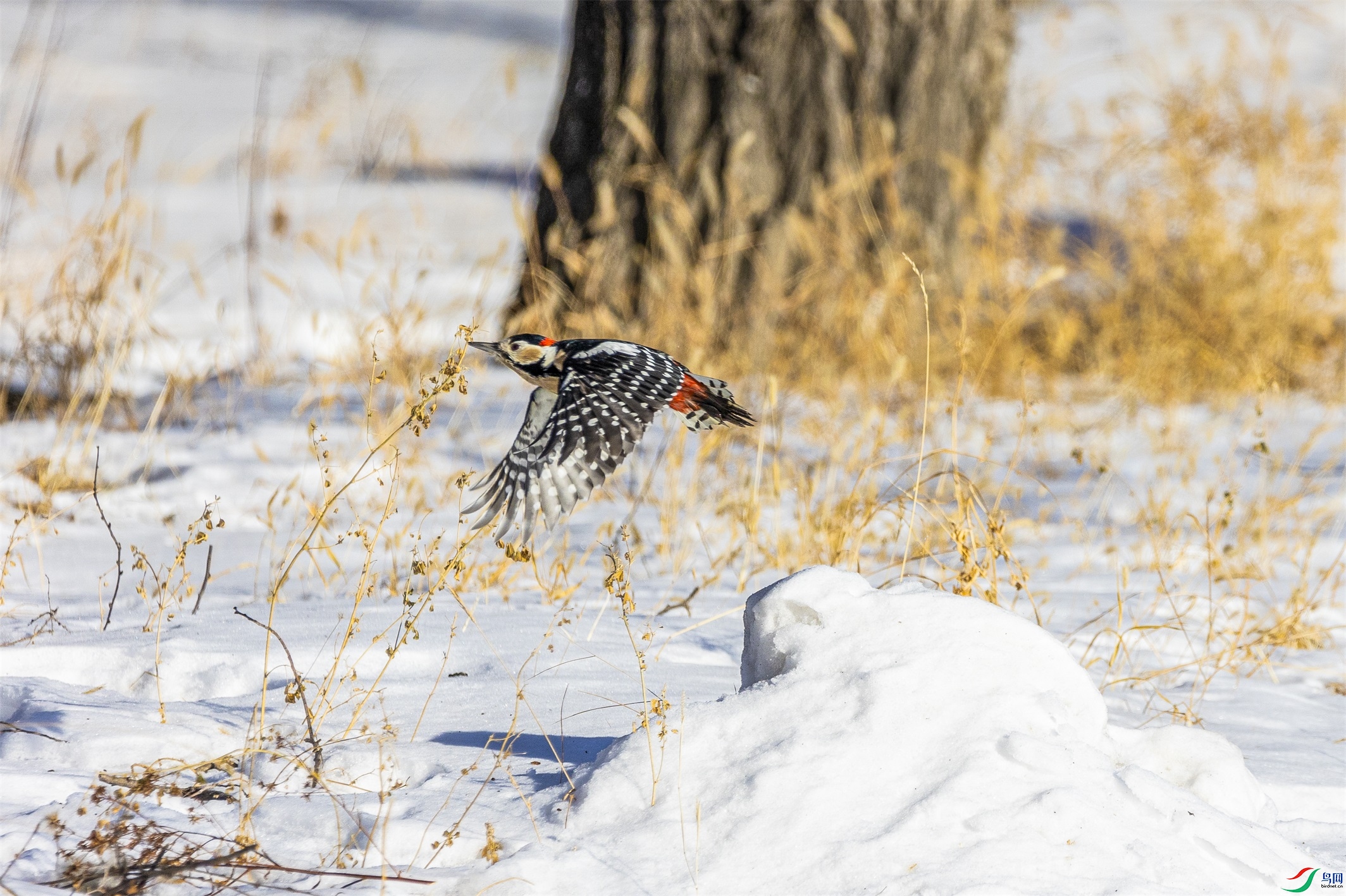 1K3A9540 ����1.jpg