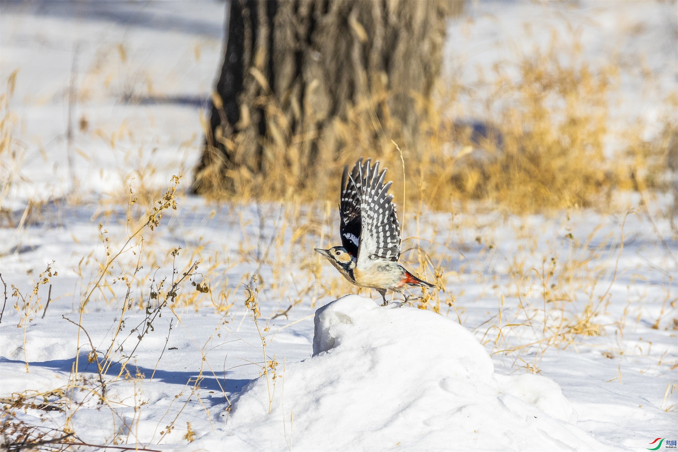 1K3A9538 ����1.jpg