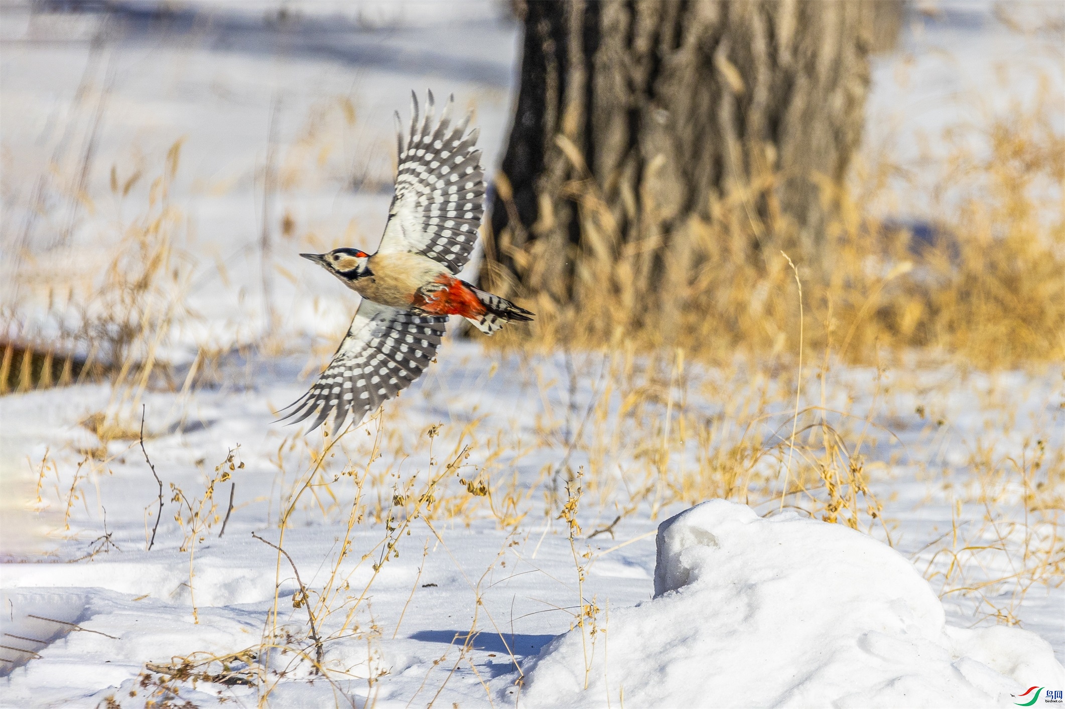 1K3A9541 ����1.jpg