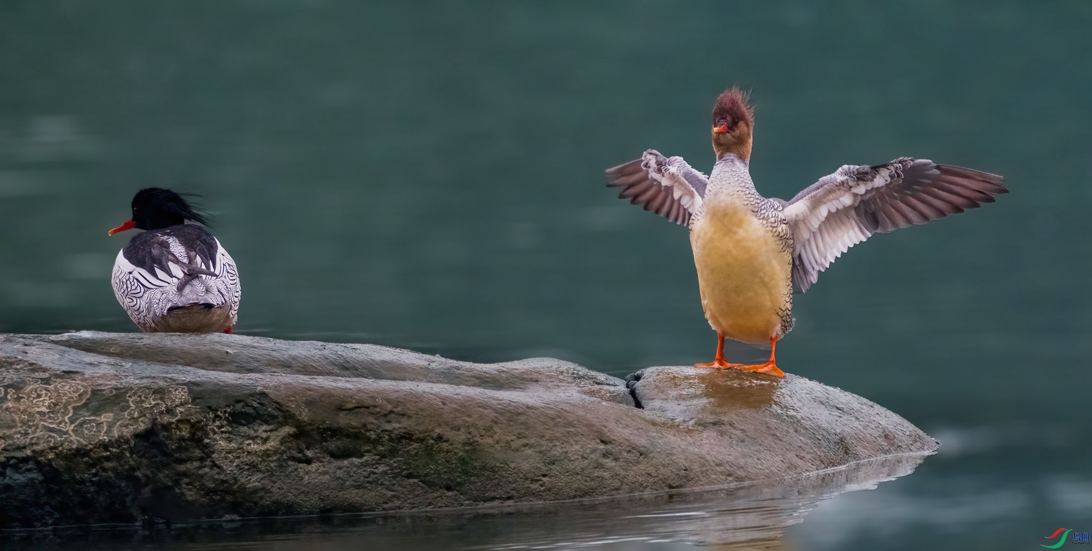 �л���ɳѼ