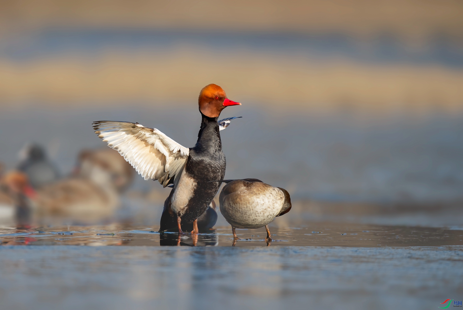 DSC_5905 ����_����.jpg