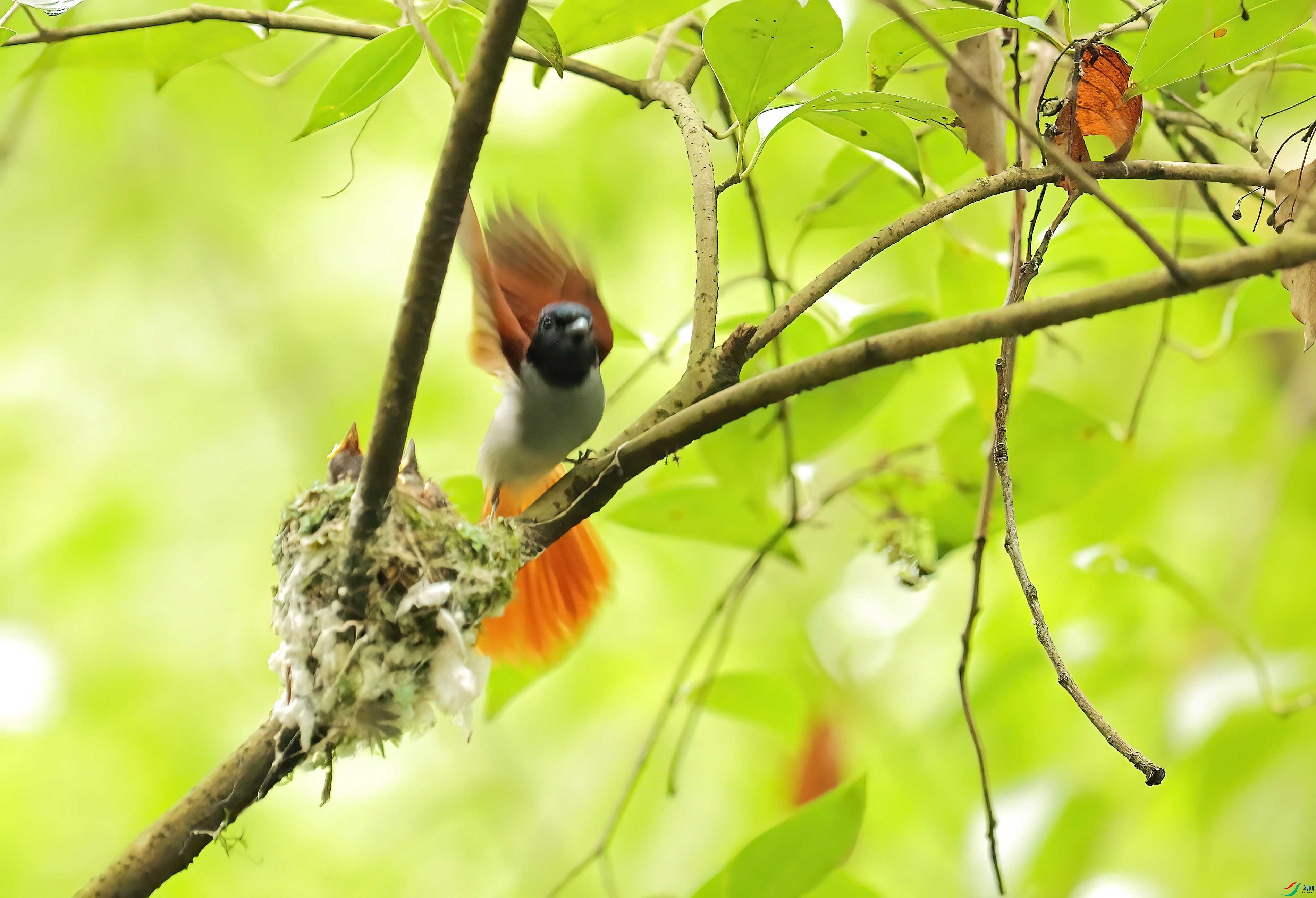 3L8A2400-DeNoiseAI-clear (1).JPG