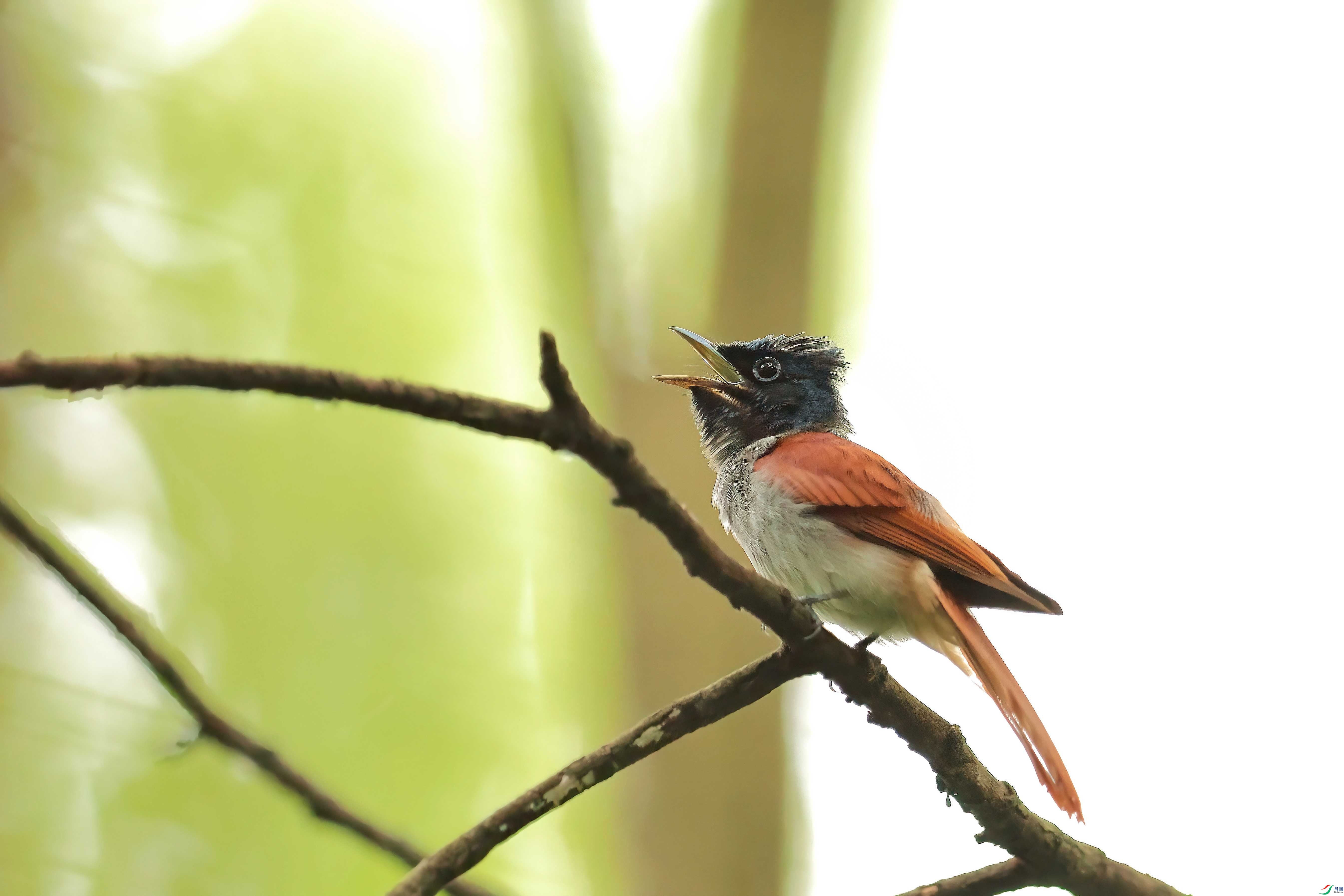 3L8A3033-DeNoiseAI-clear (1).JPG