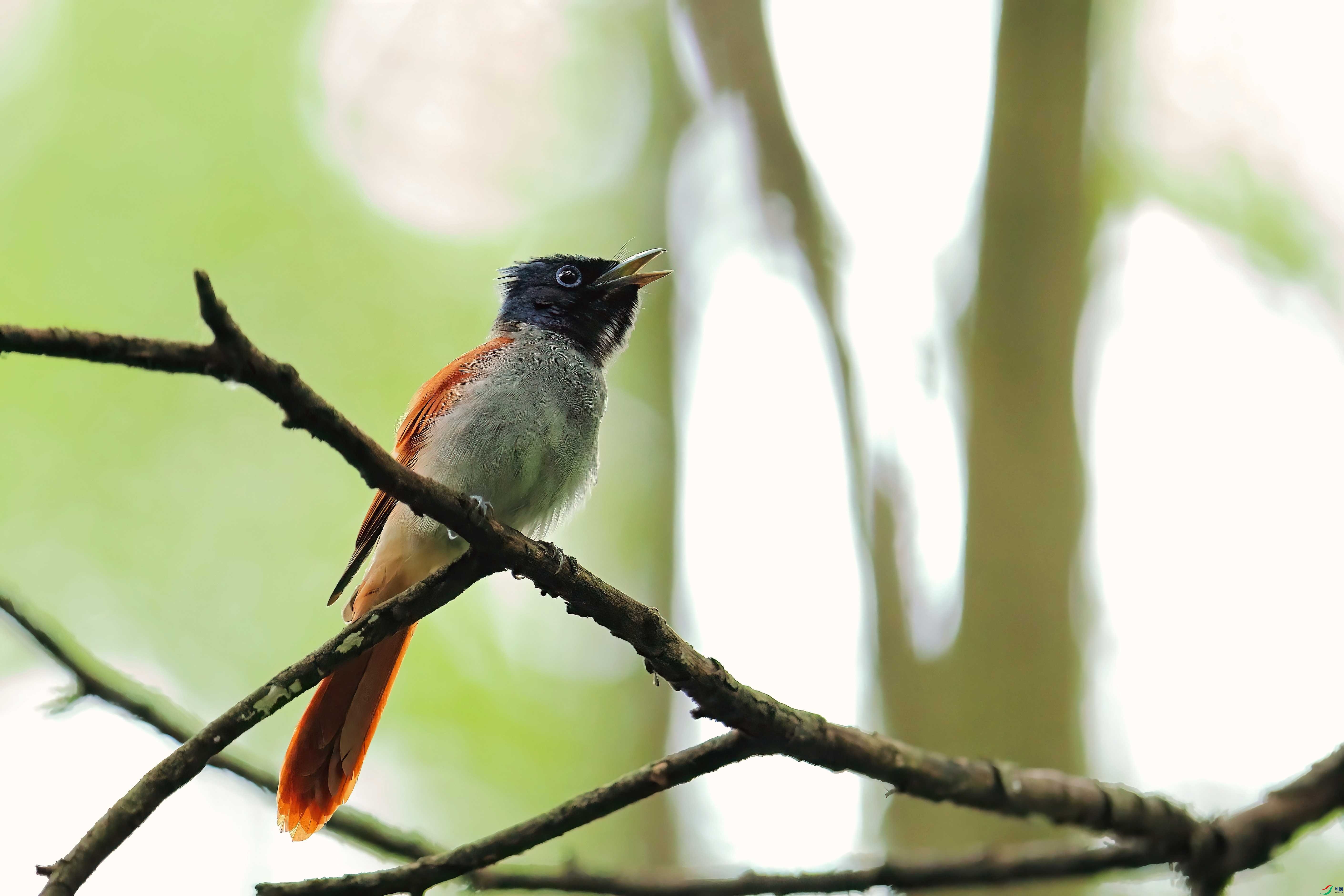 3L8A3155-DeNoiseAI-clear (1).JPG