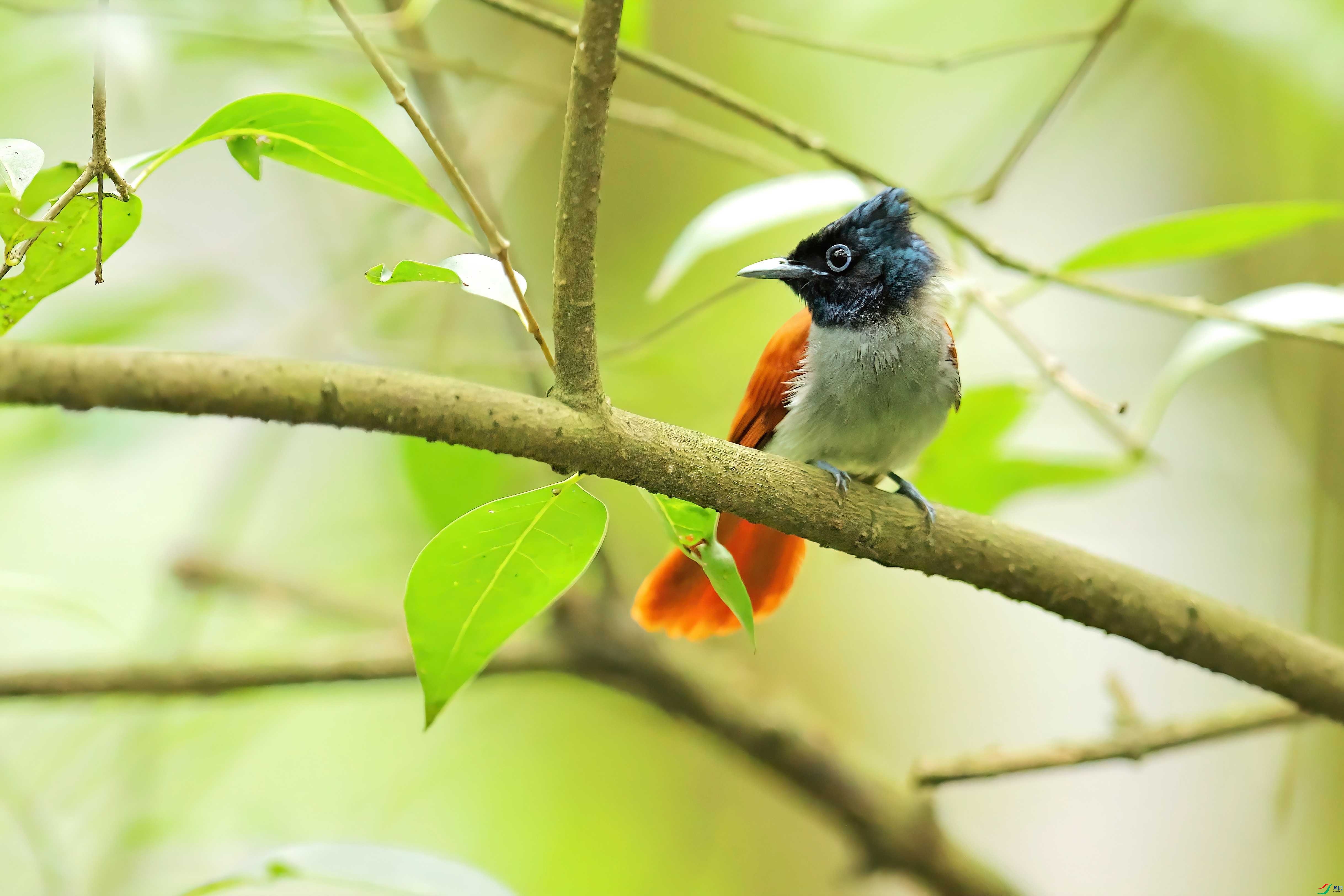 3L8A4123-DeNoiseAI-clear (1).JPG