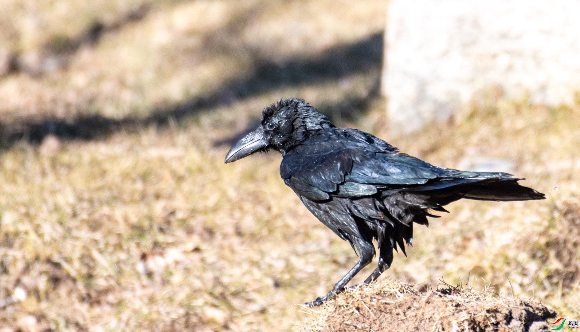 DSC_5342.jpg