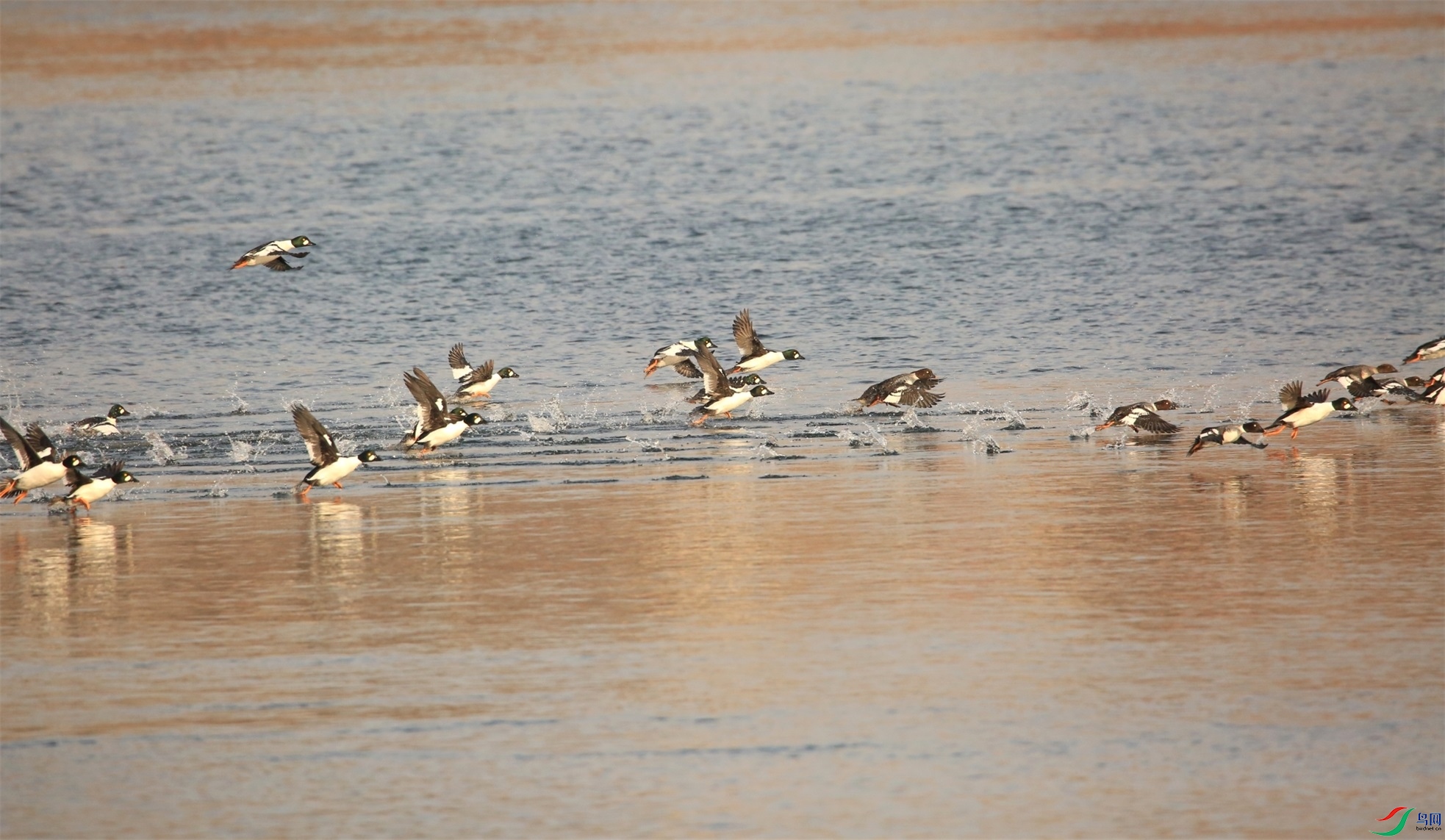 646A6637_110 ���  ��.jpg