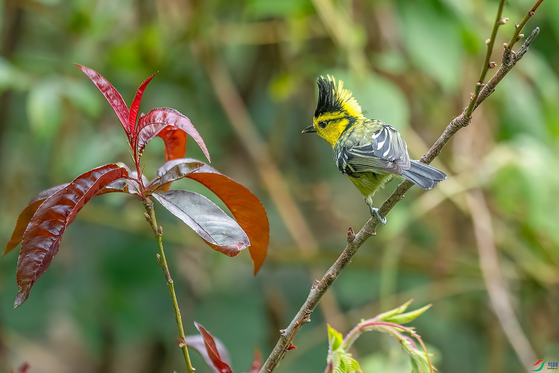 DSC_4106.jpg