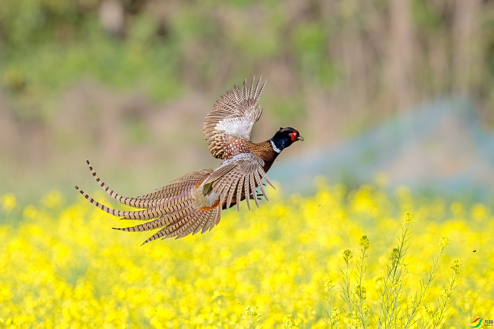 һֻ���������Ͳ˻���չ�����