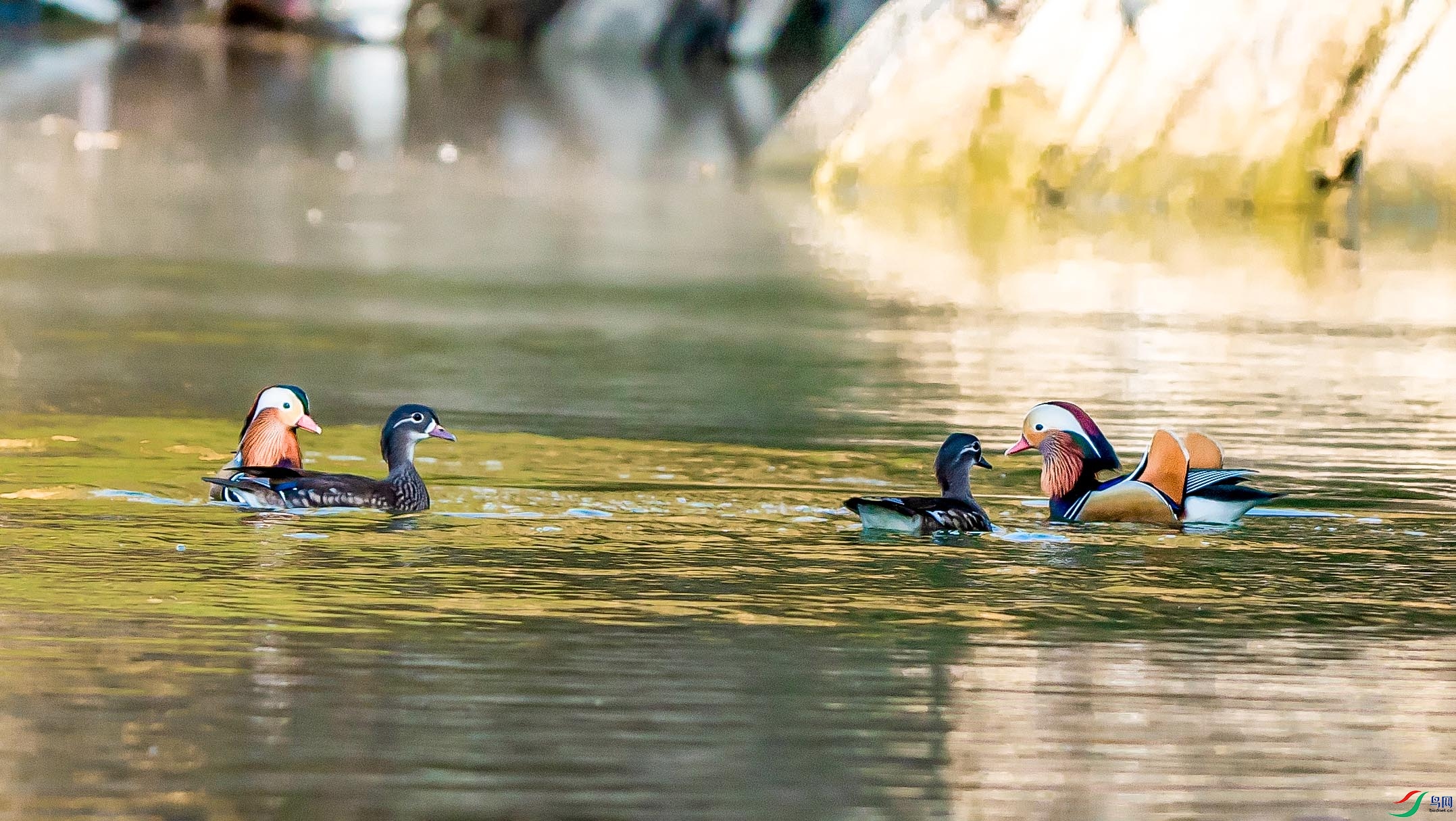 DSC03707 ����.jpg