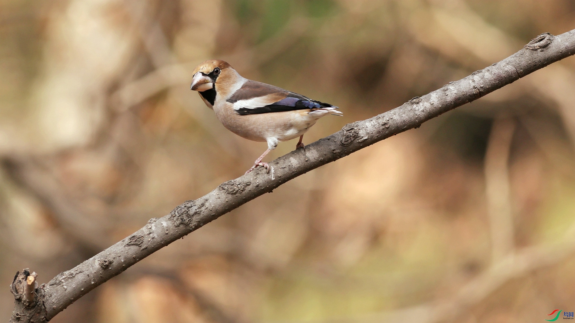 ��Ŀ����