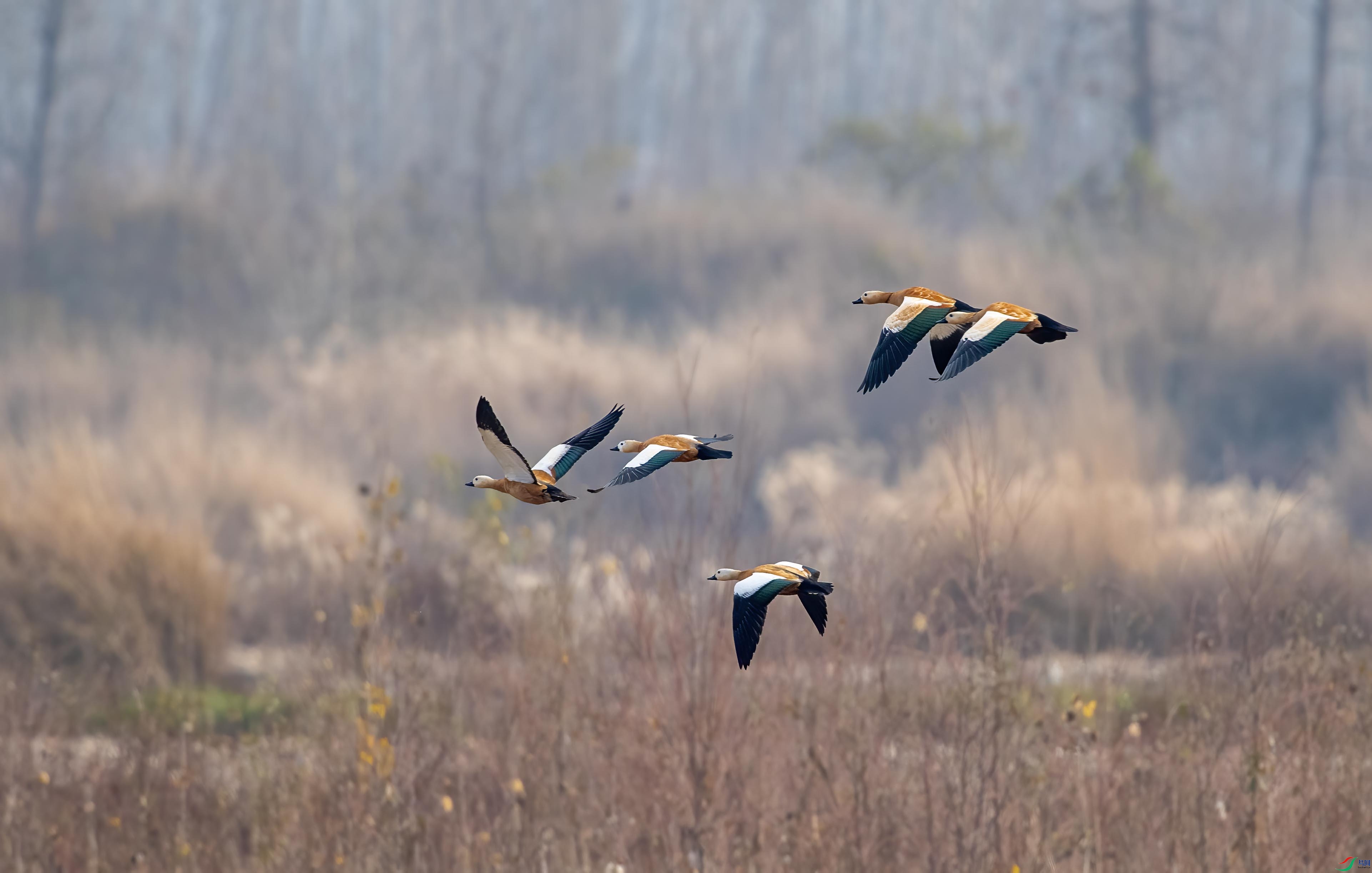 DSC_1282 ����.jpg