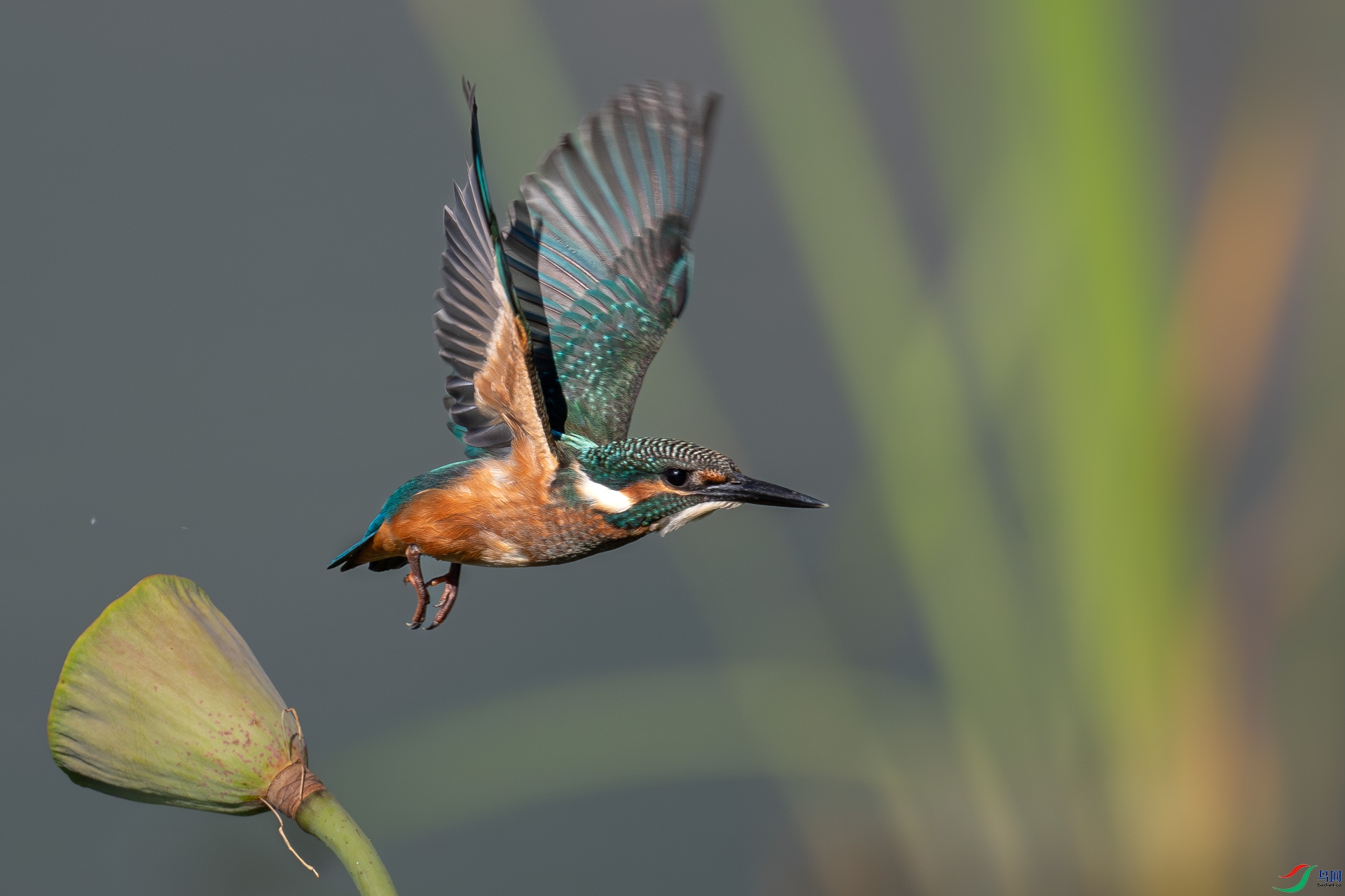 DSC_4158-����ǿ-����-3.jpg