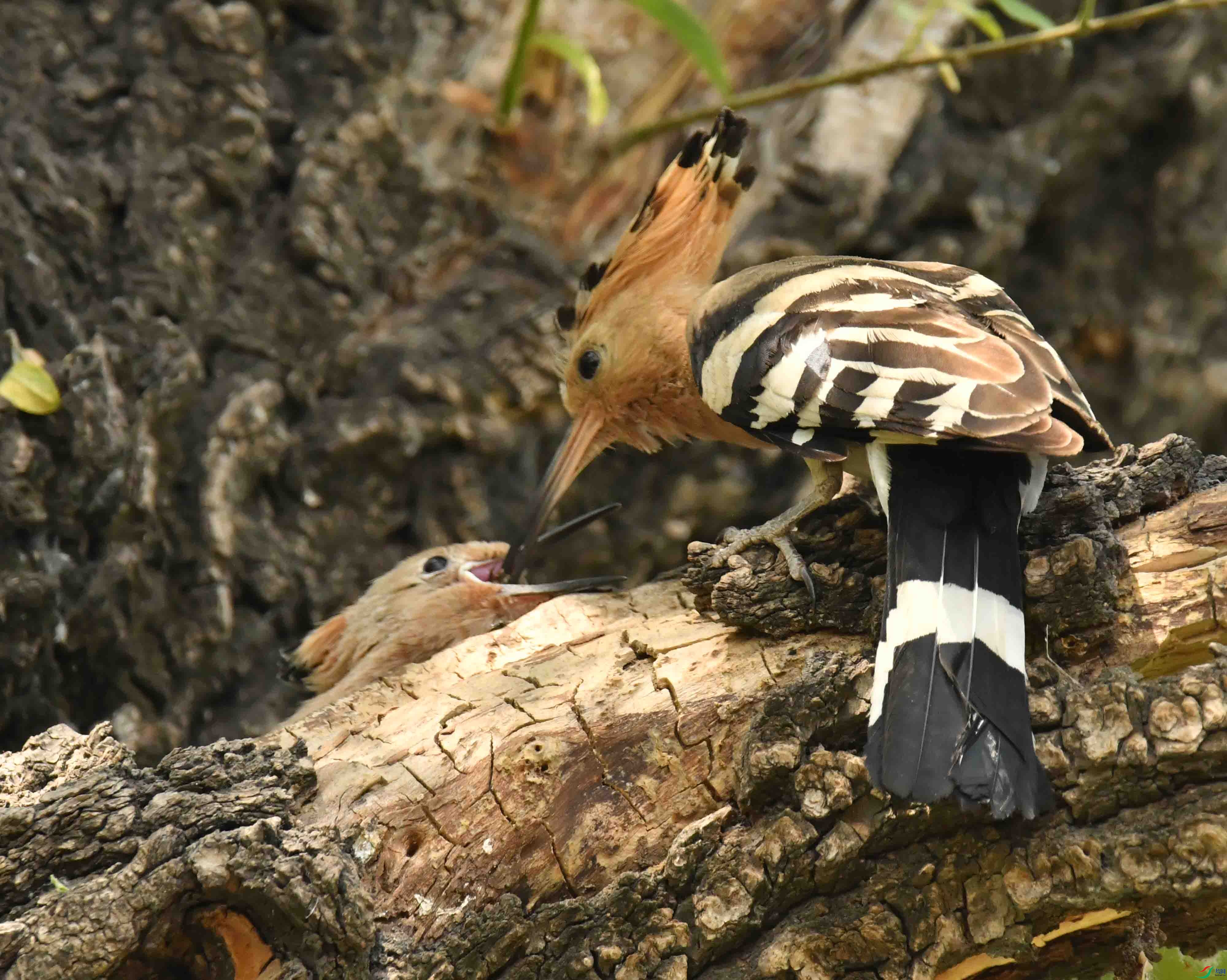 DSC_9097.JPG