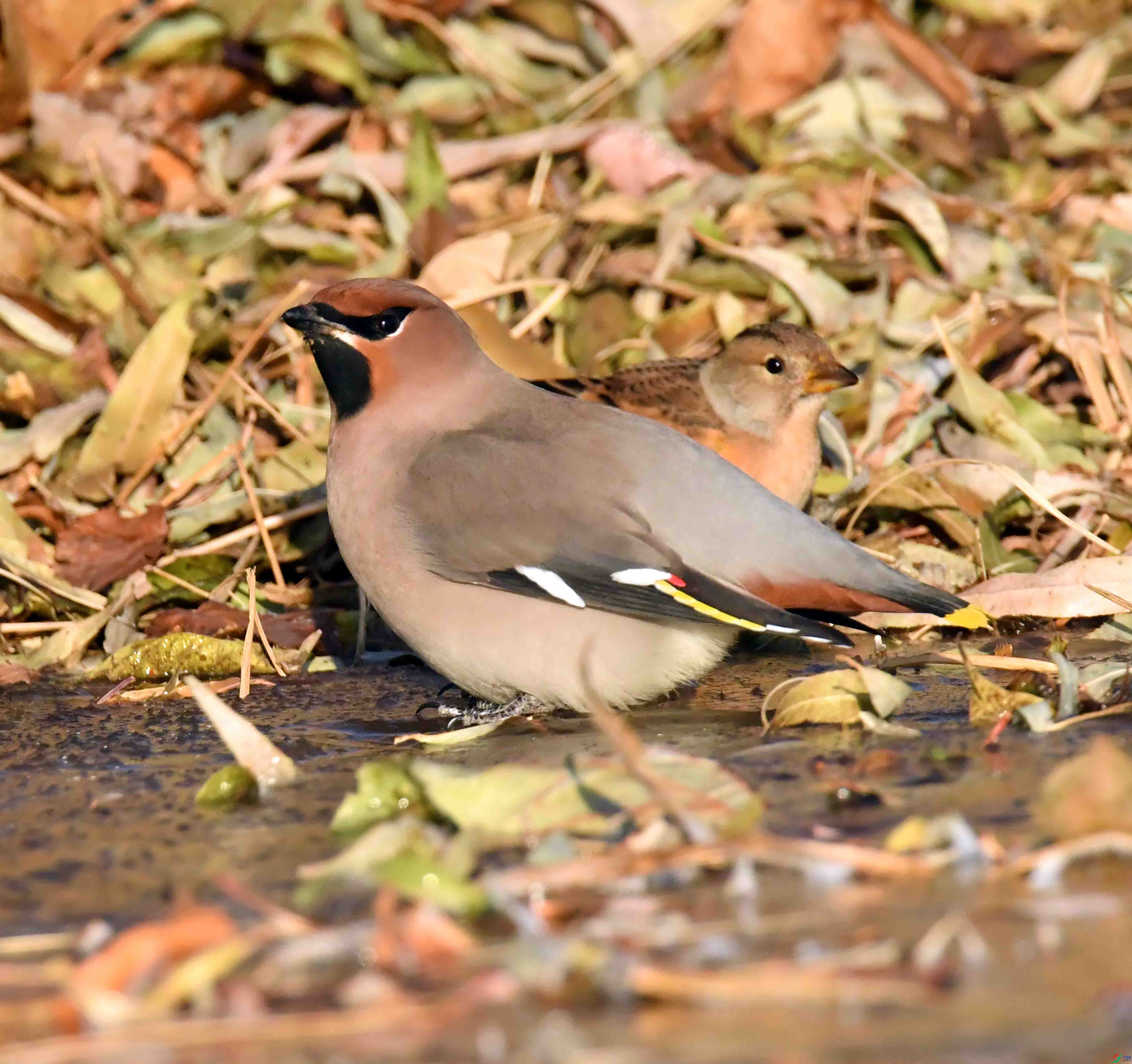 DSC_8261.JPG