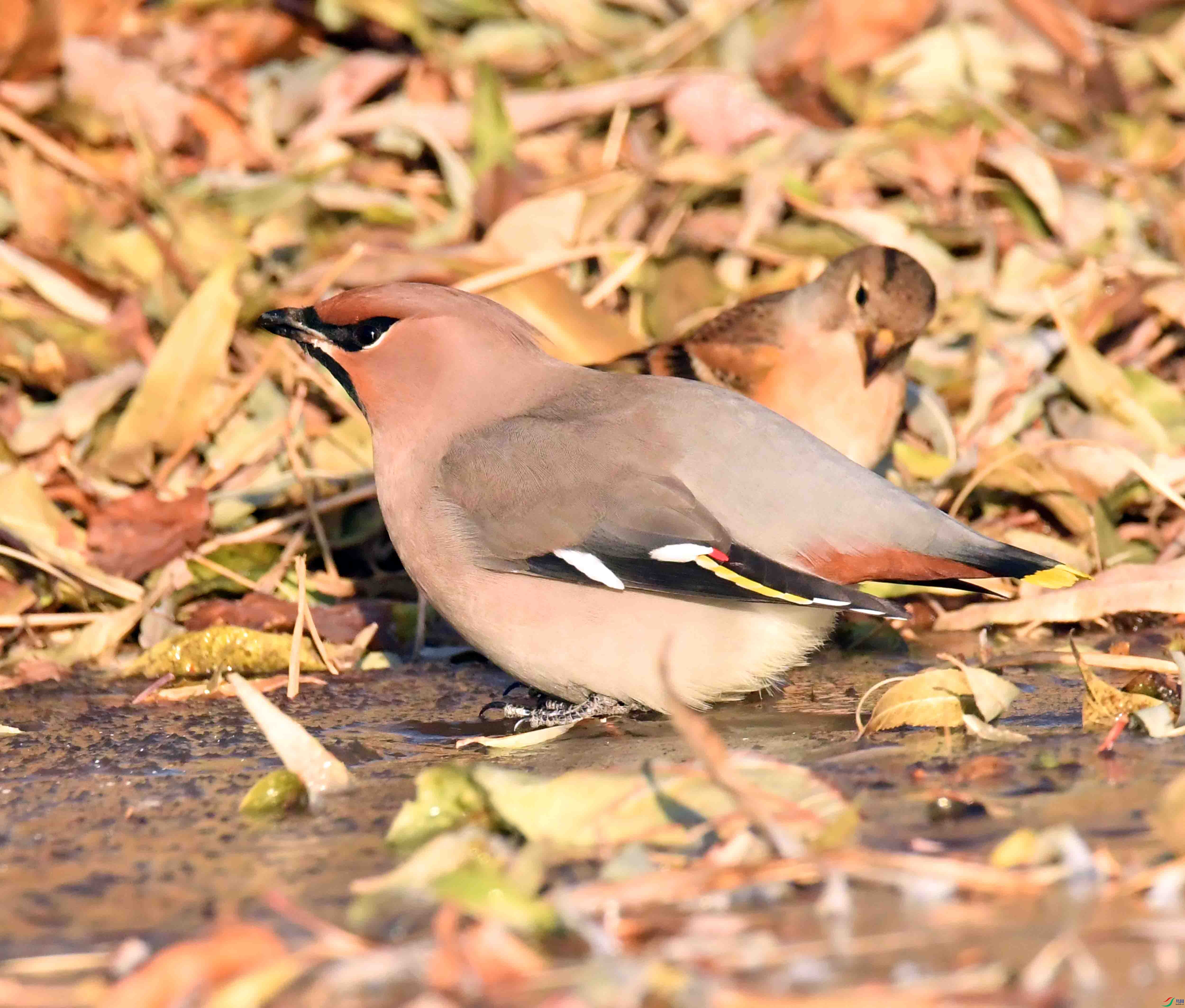 DSC_8252.JPG
