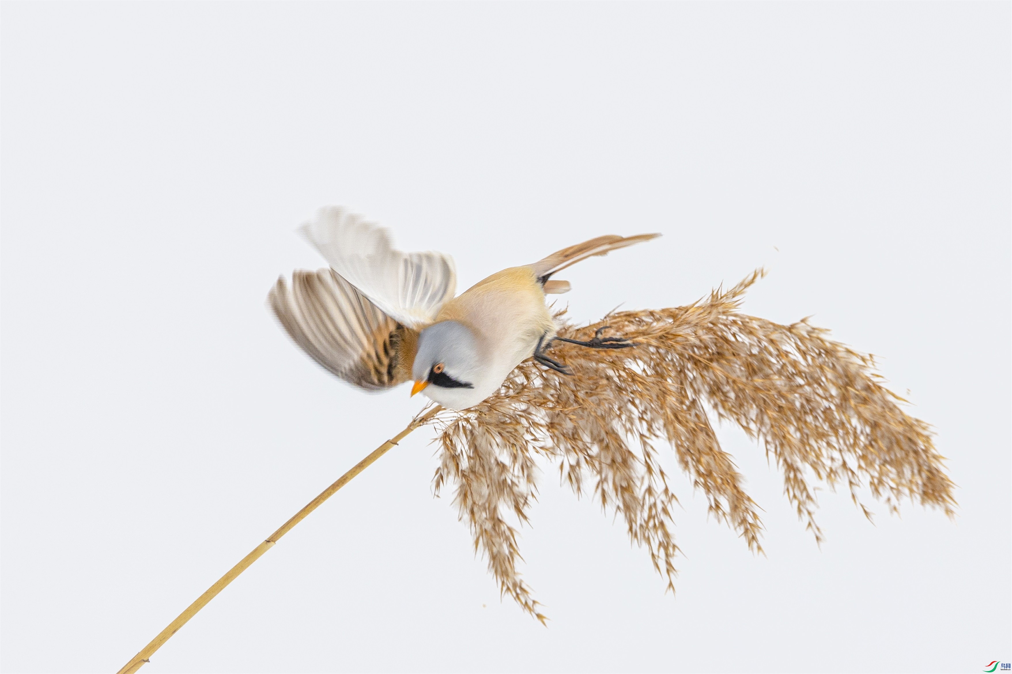 1K3A7327 ����1.jpg