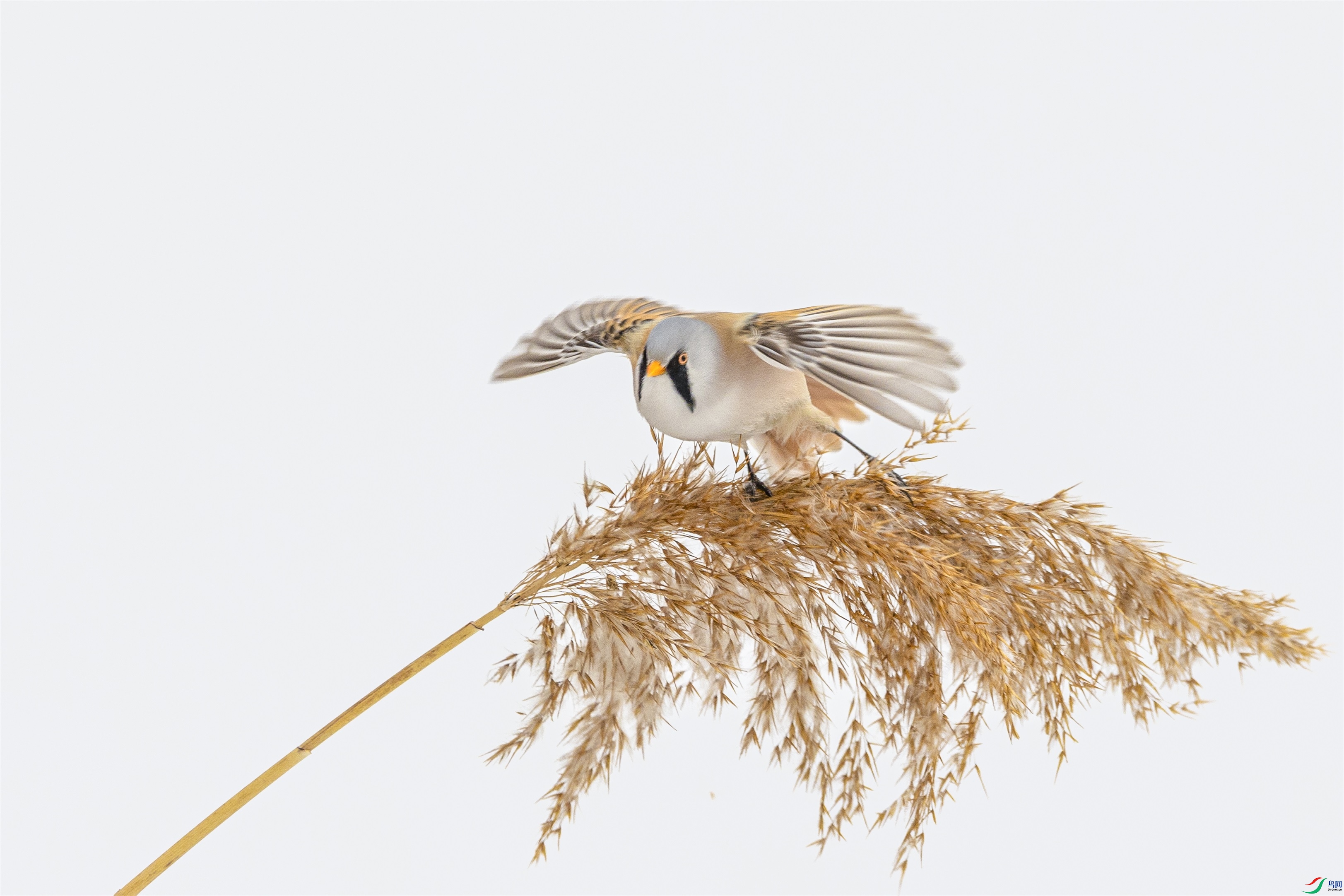 1K3A7326 ����1.jpg